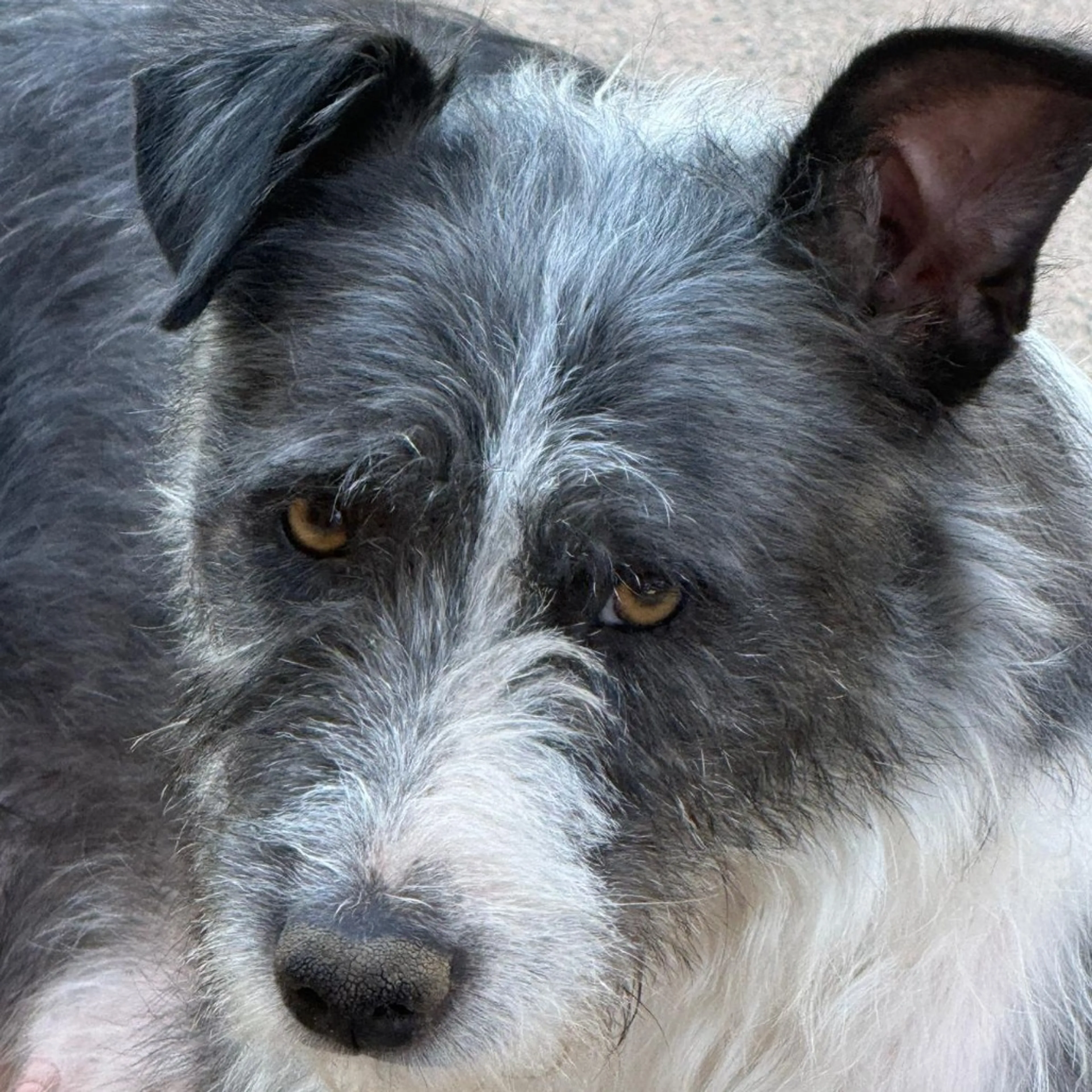 Found pet-2