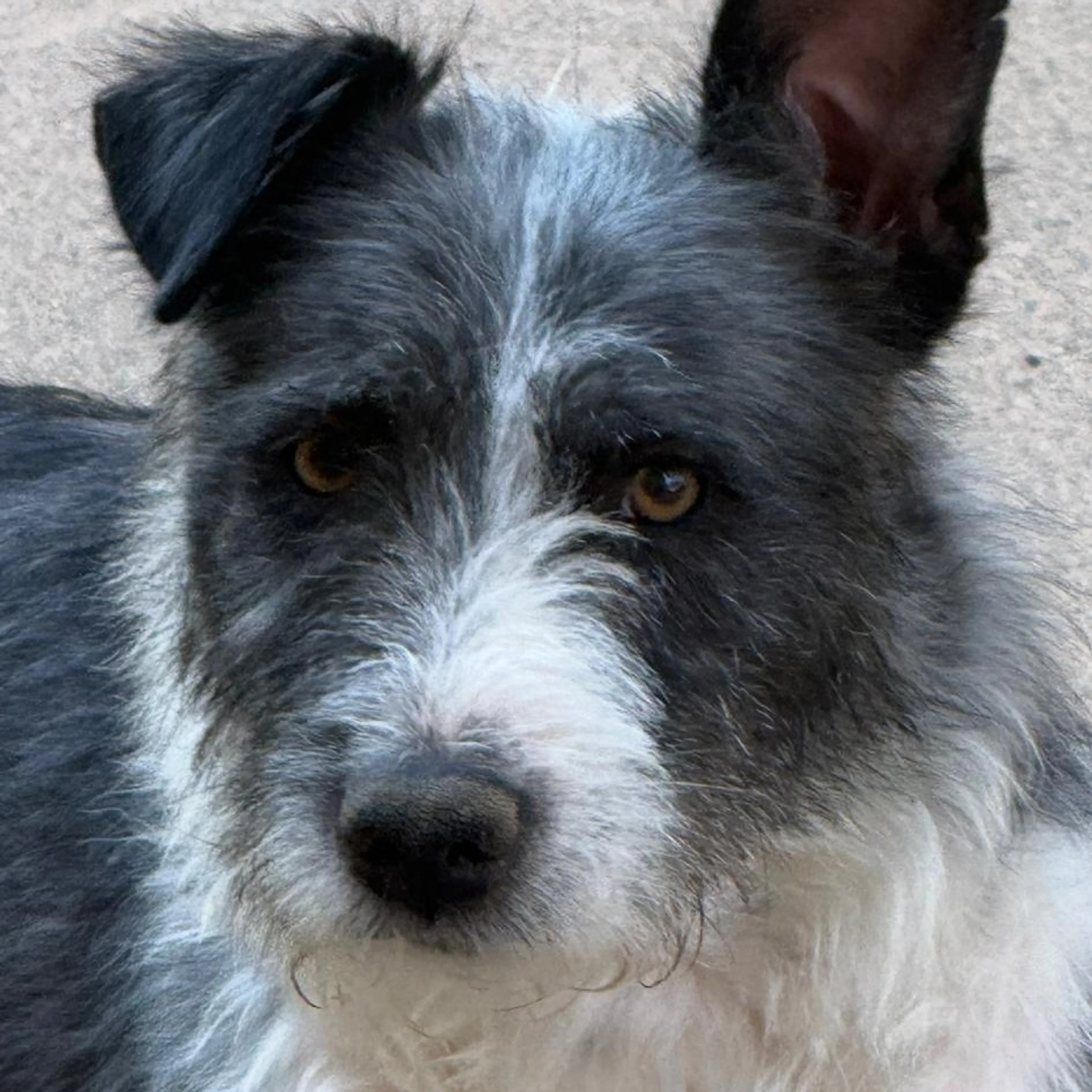 Found pet-1
