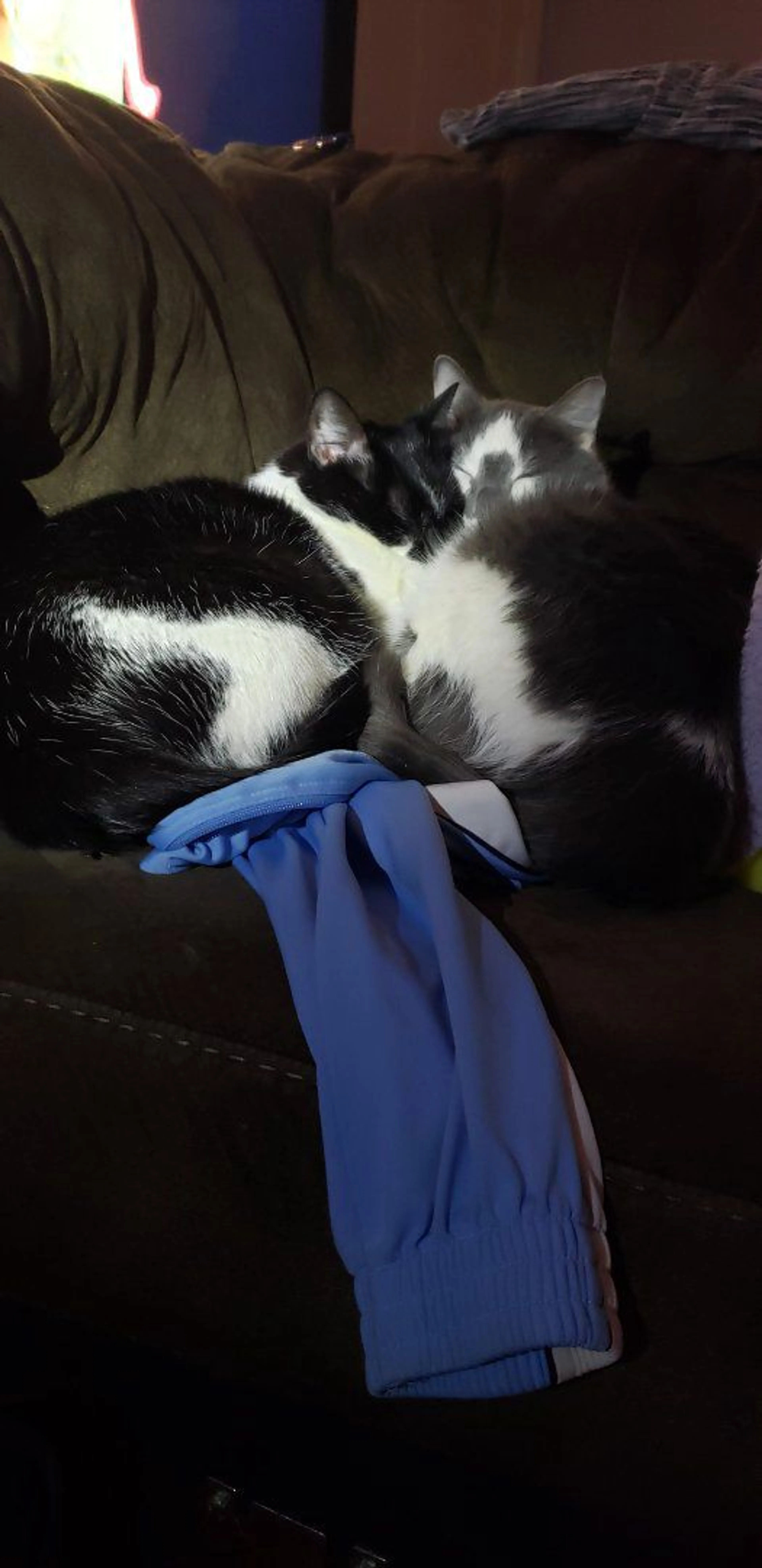 Lost pet-3