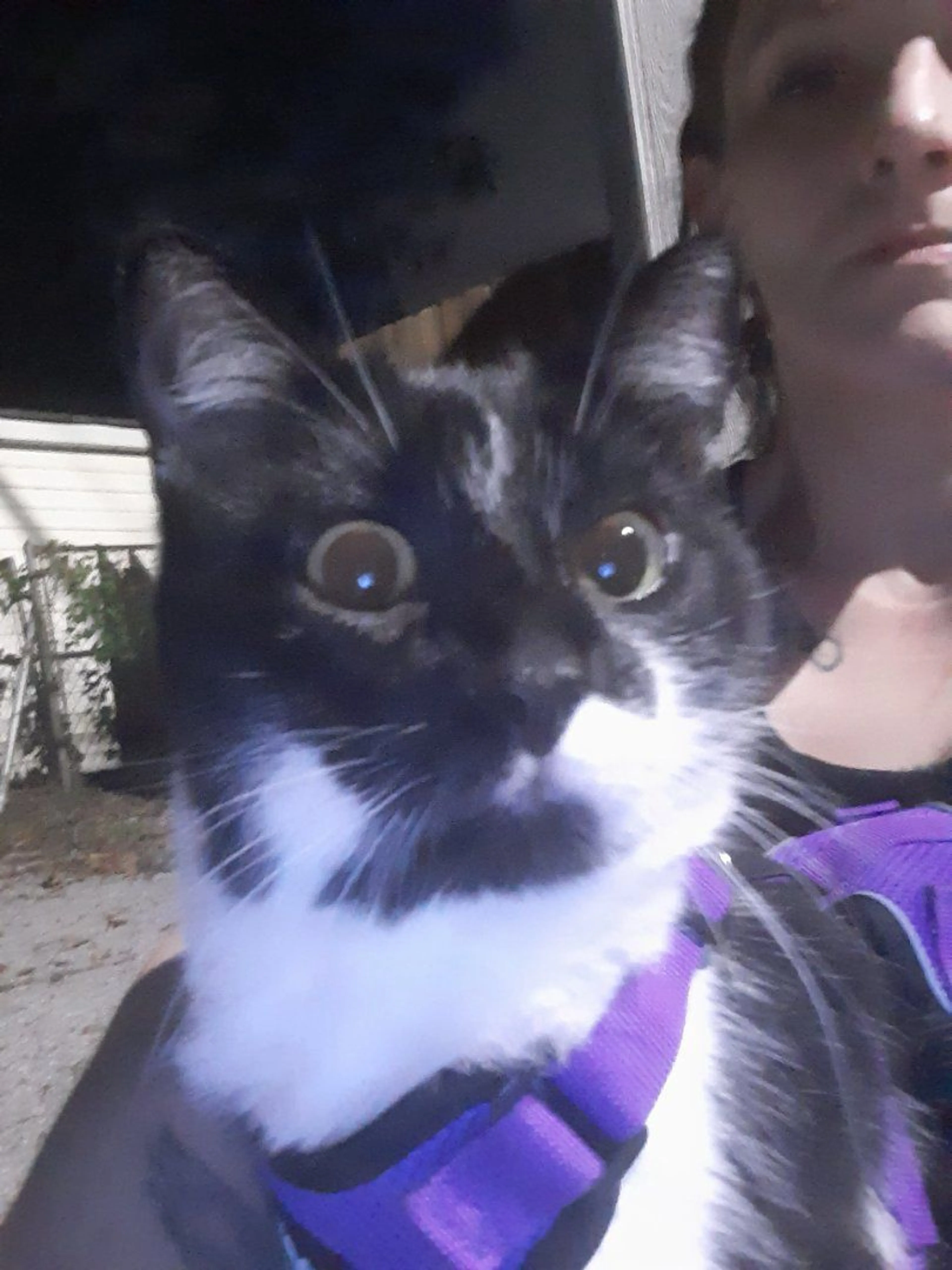 Lost pet-1