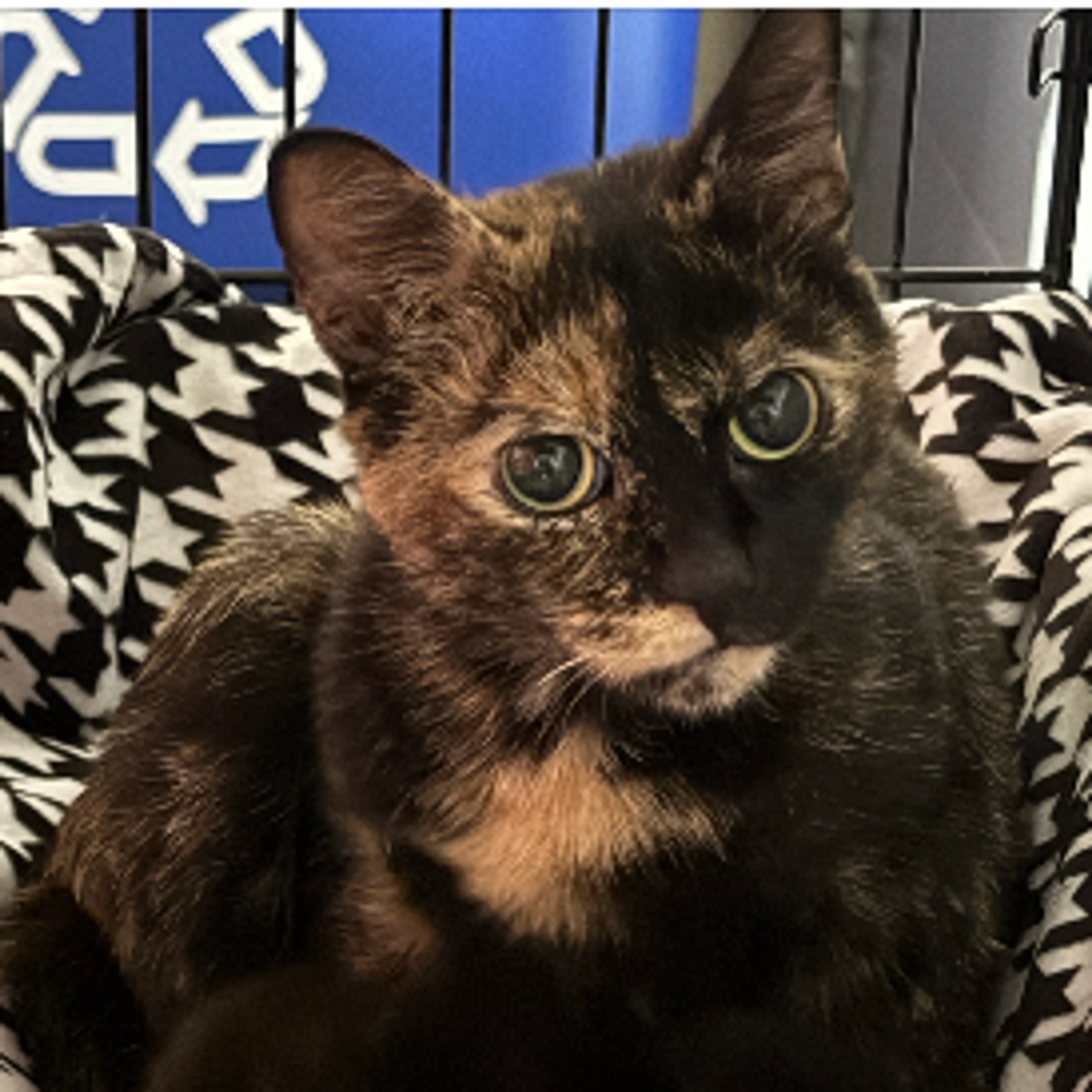 Found pet