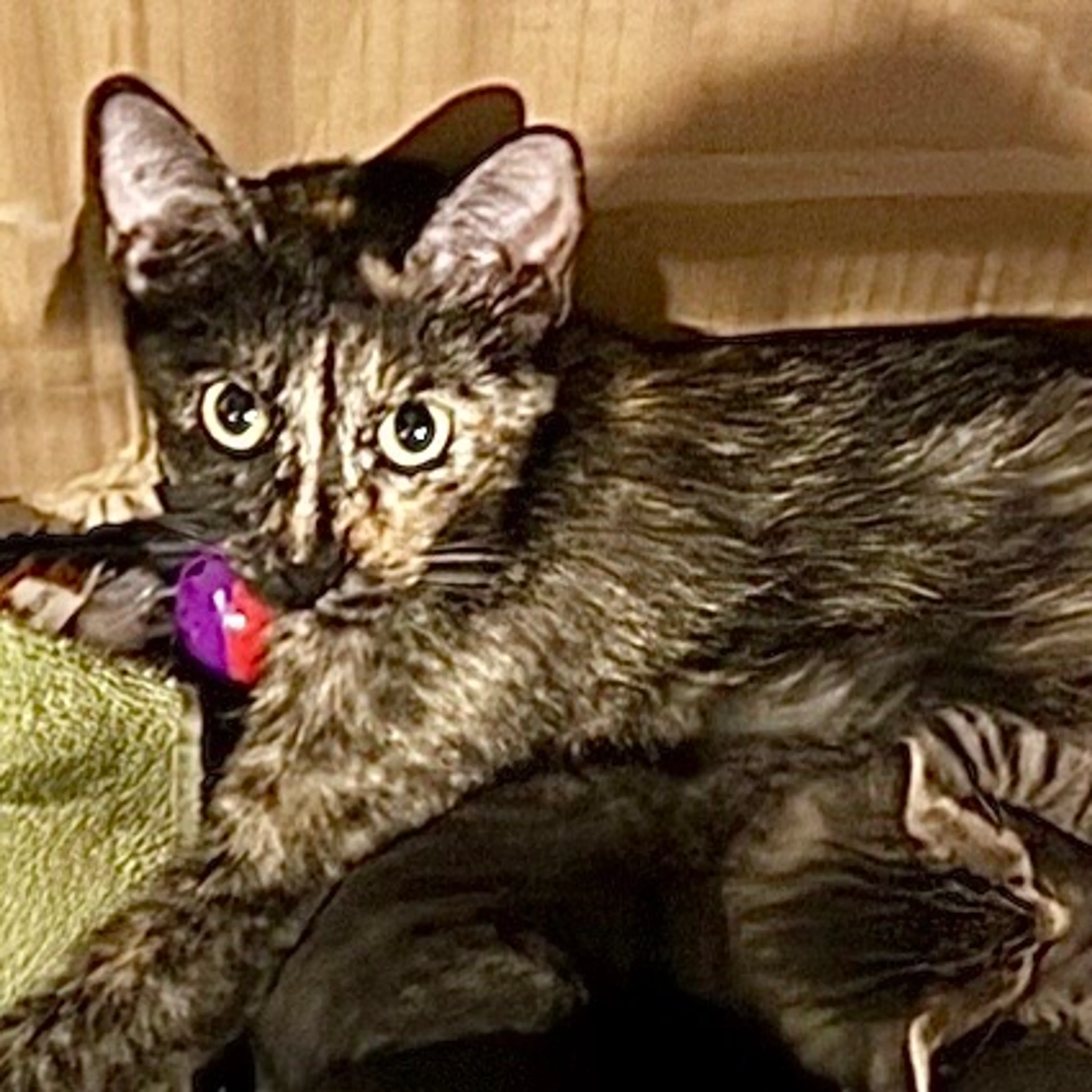 Found pet