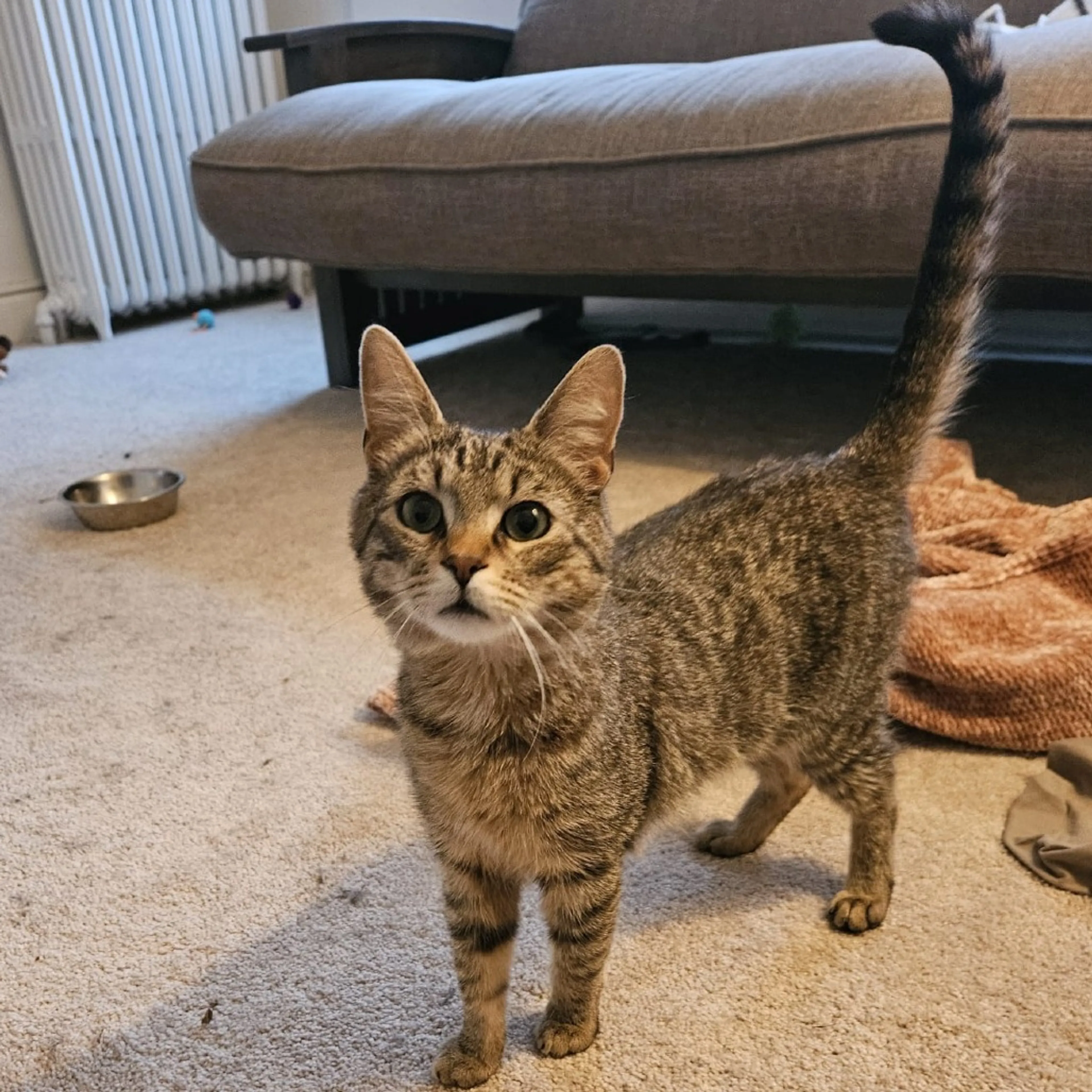 Found pet-2