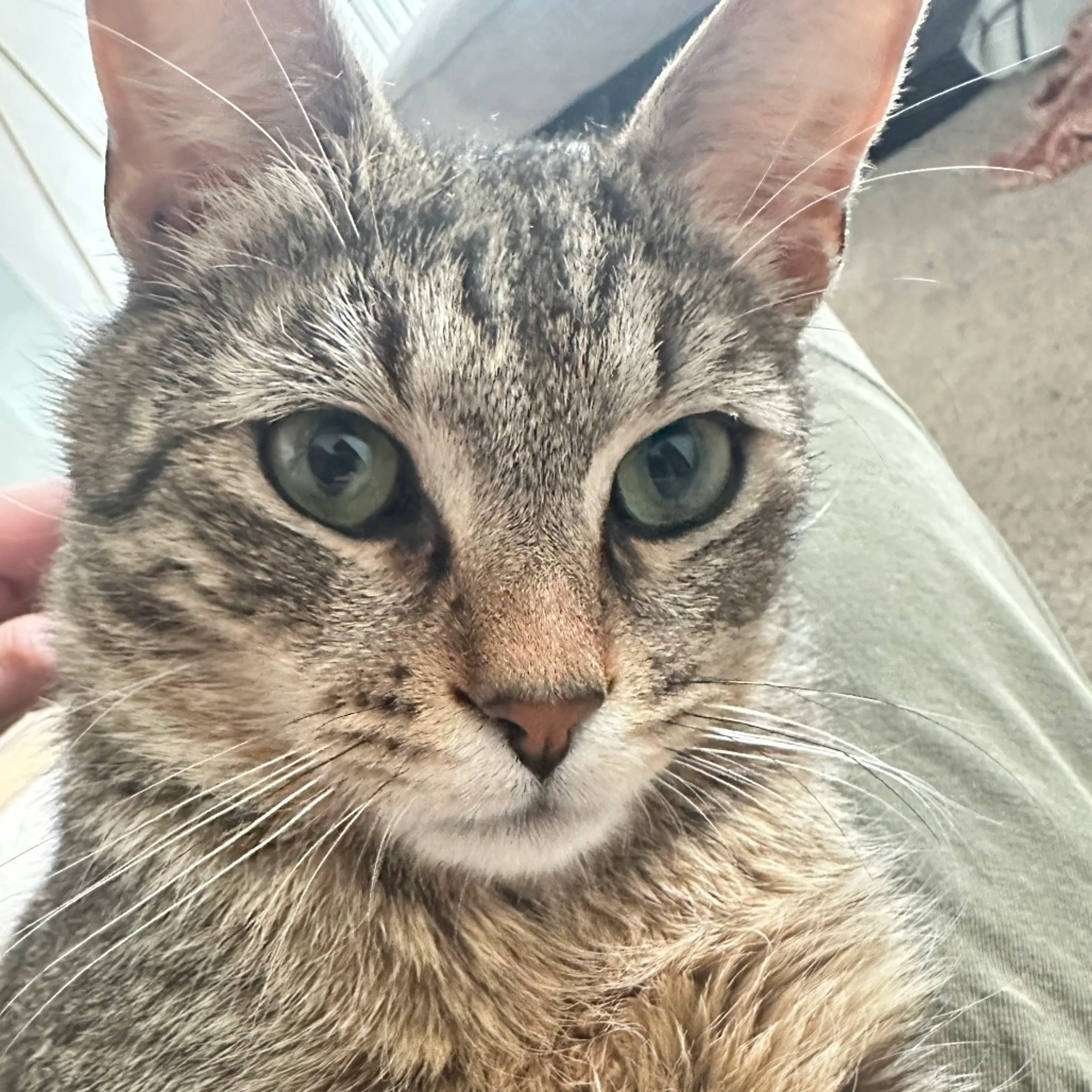 Found pet-4