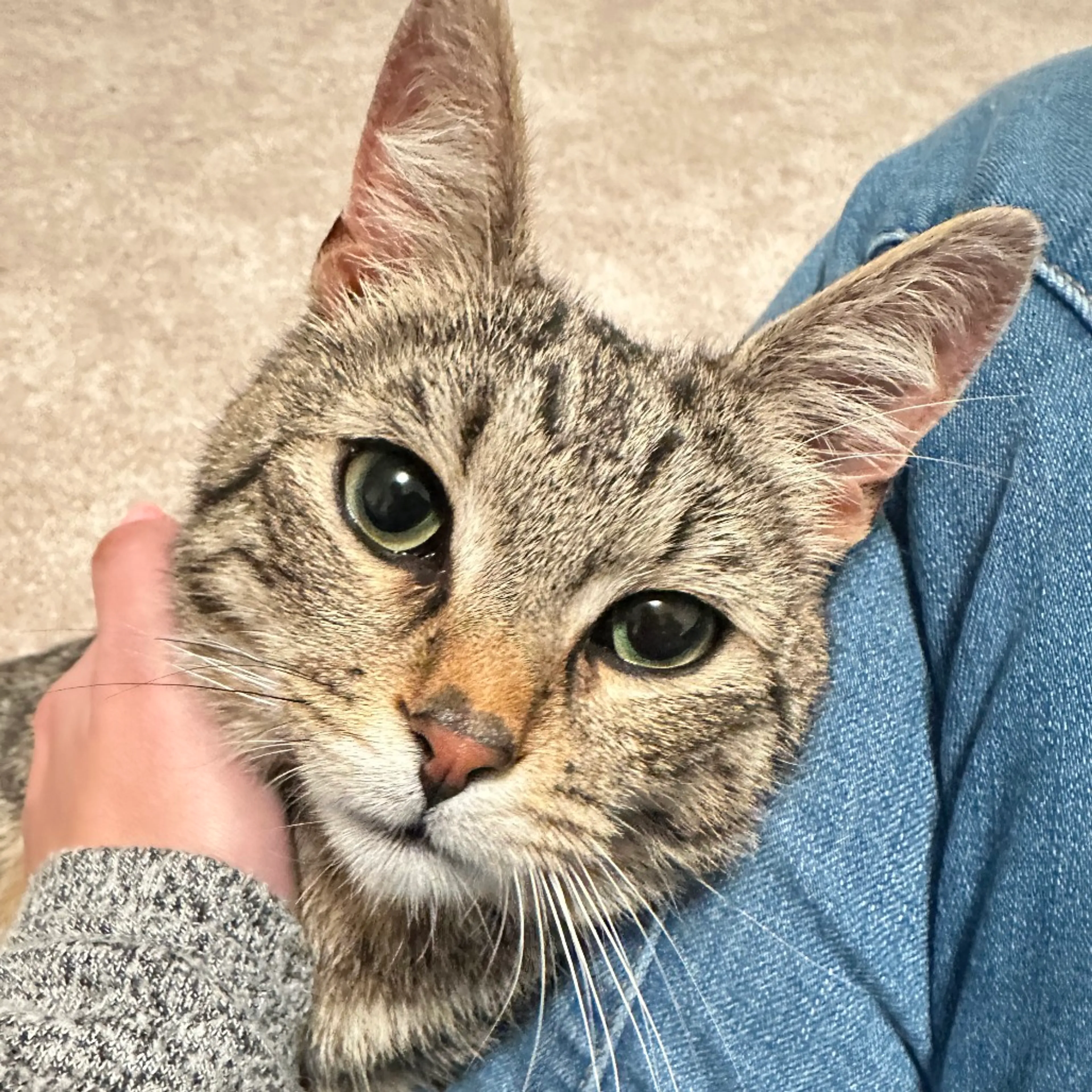 Found pet-3