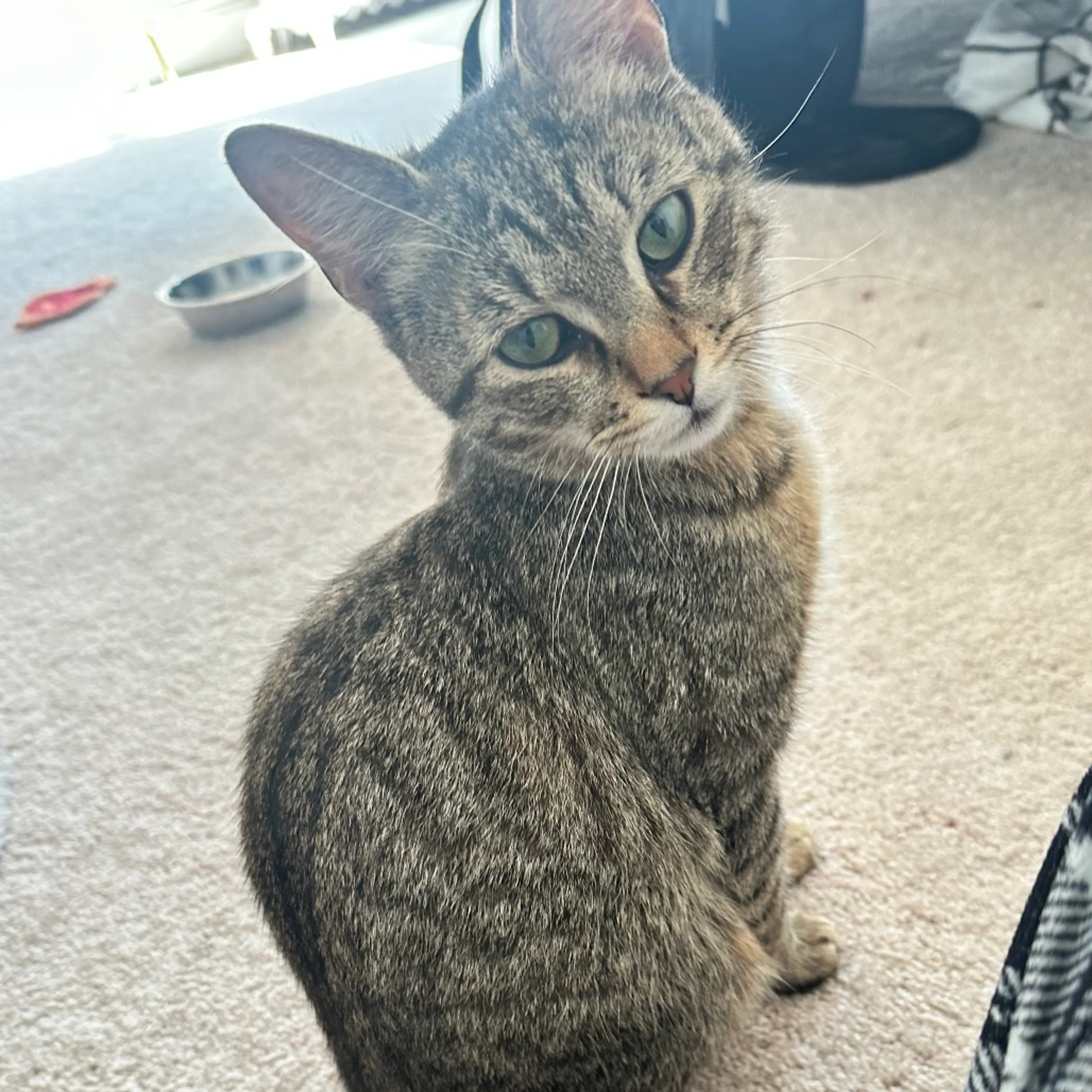 Found pet-1