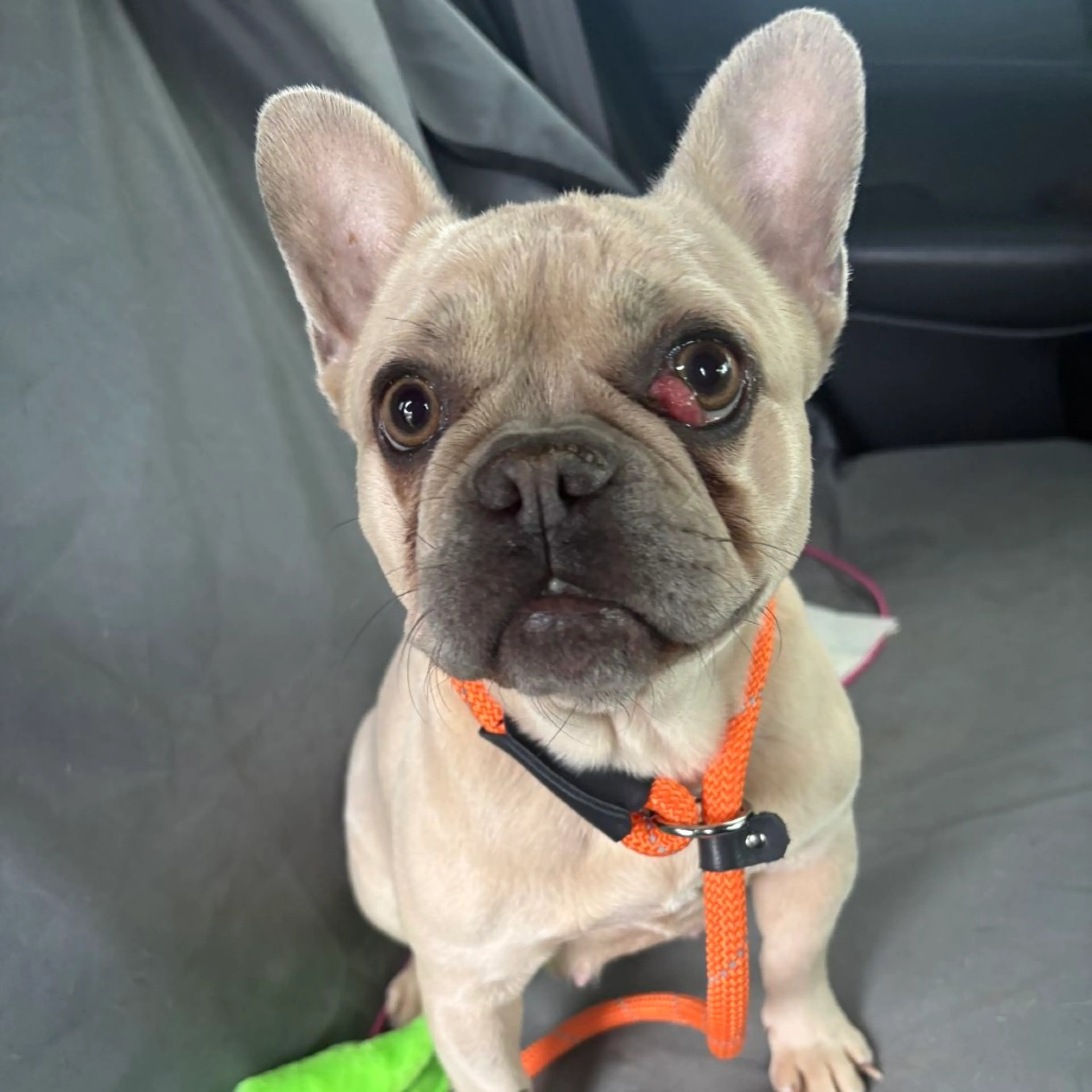 Found pet-1