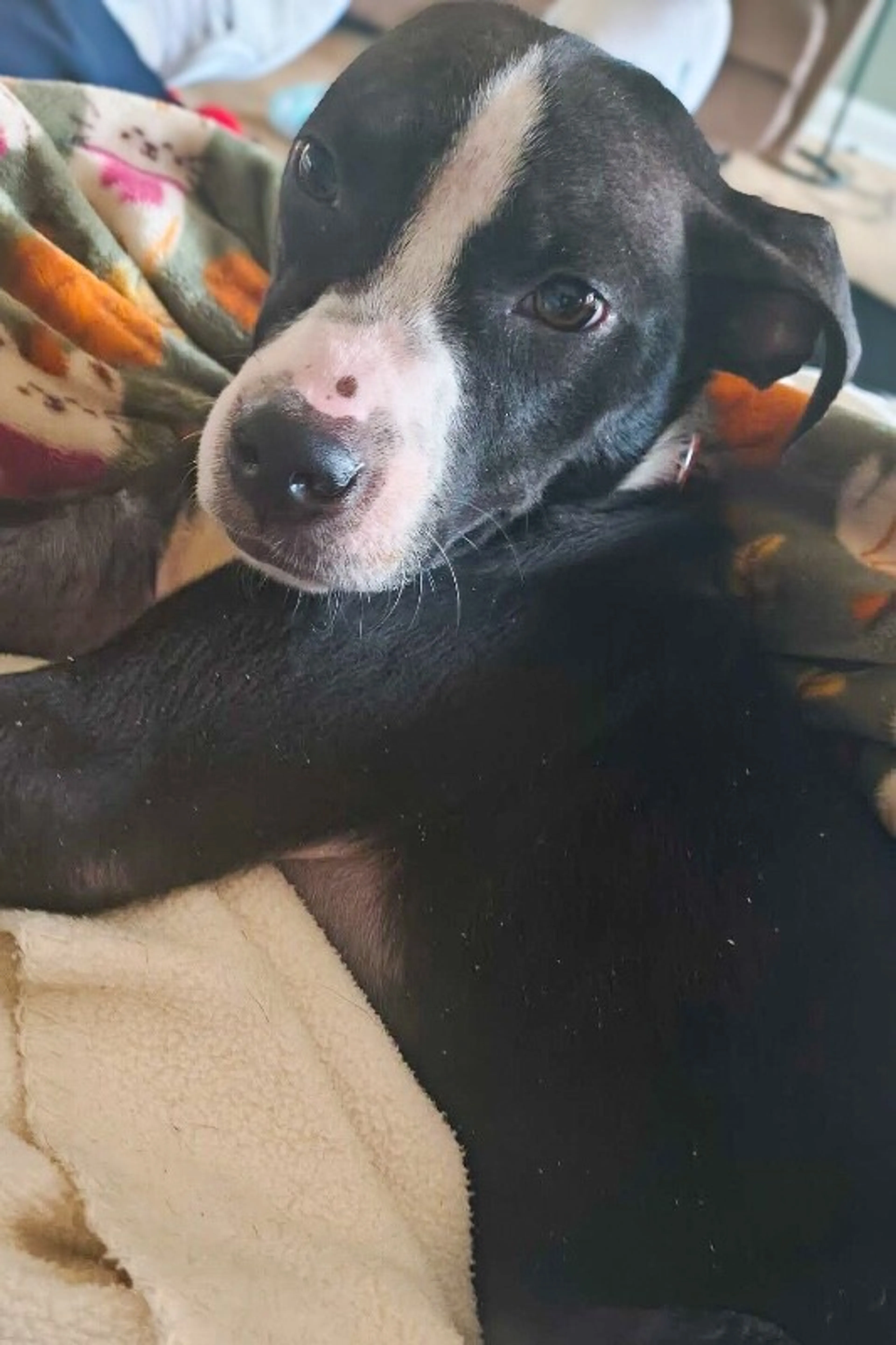 Found pet-5