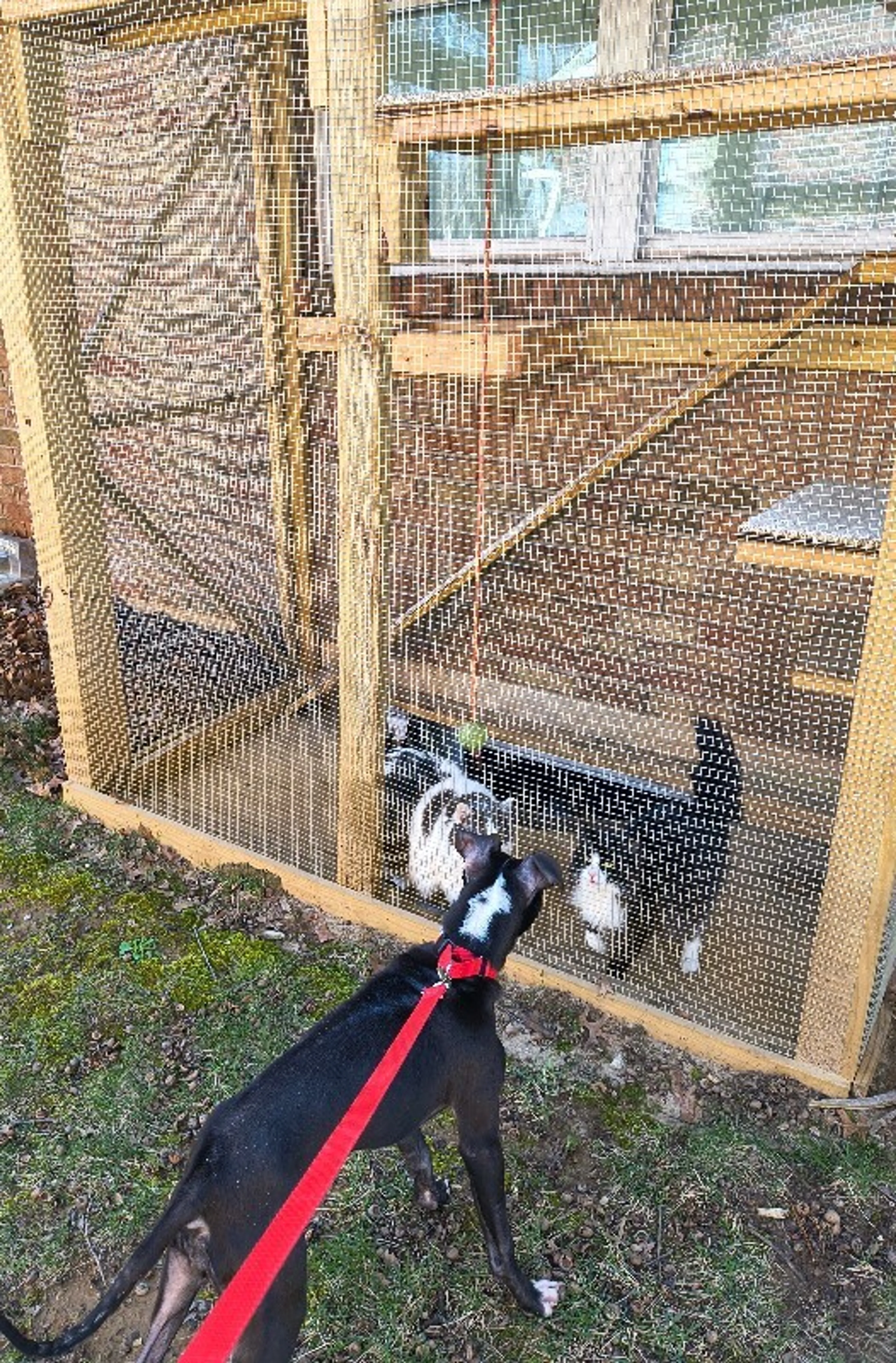 Found pet-6