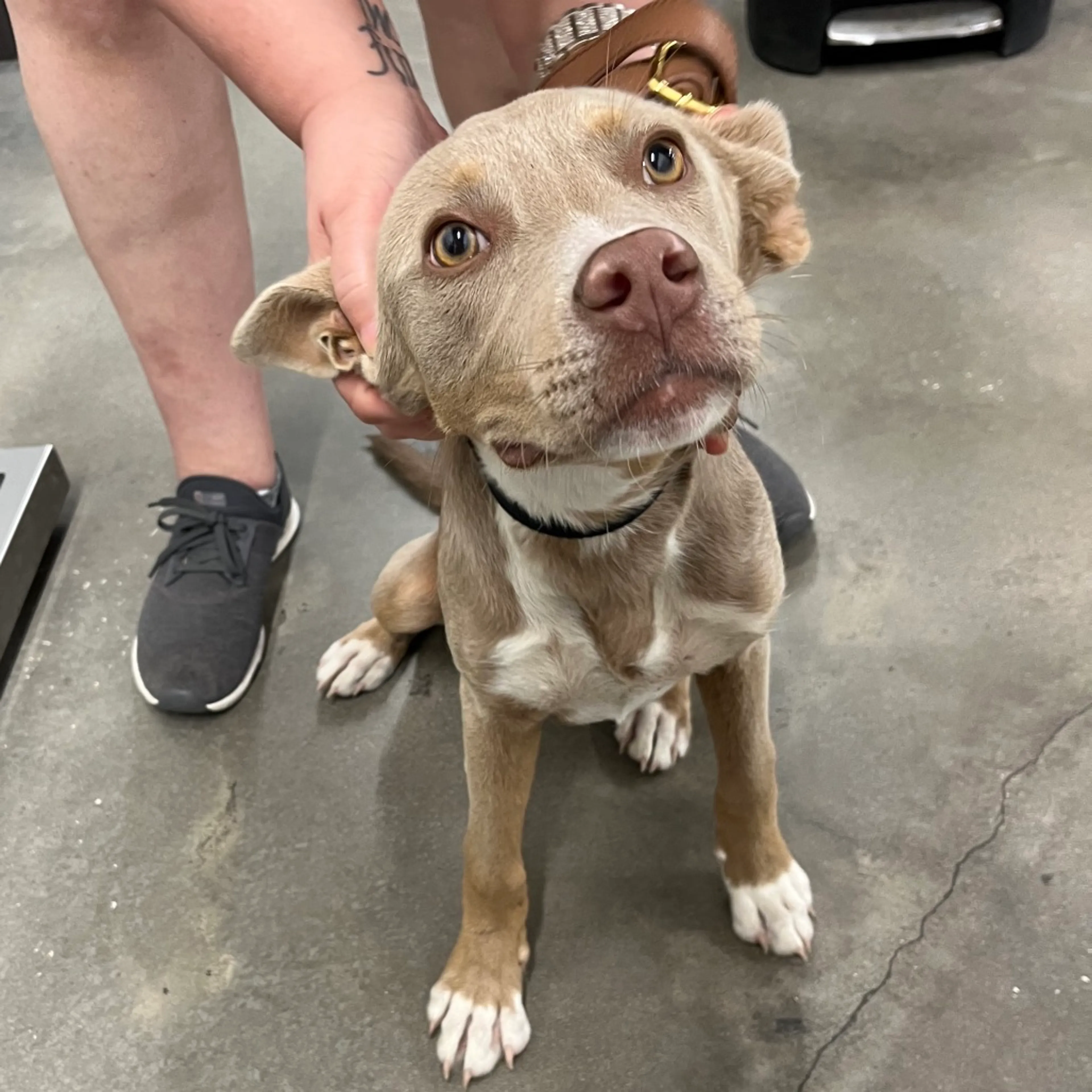 Found pet