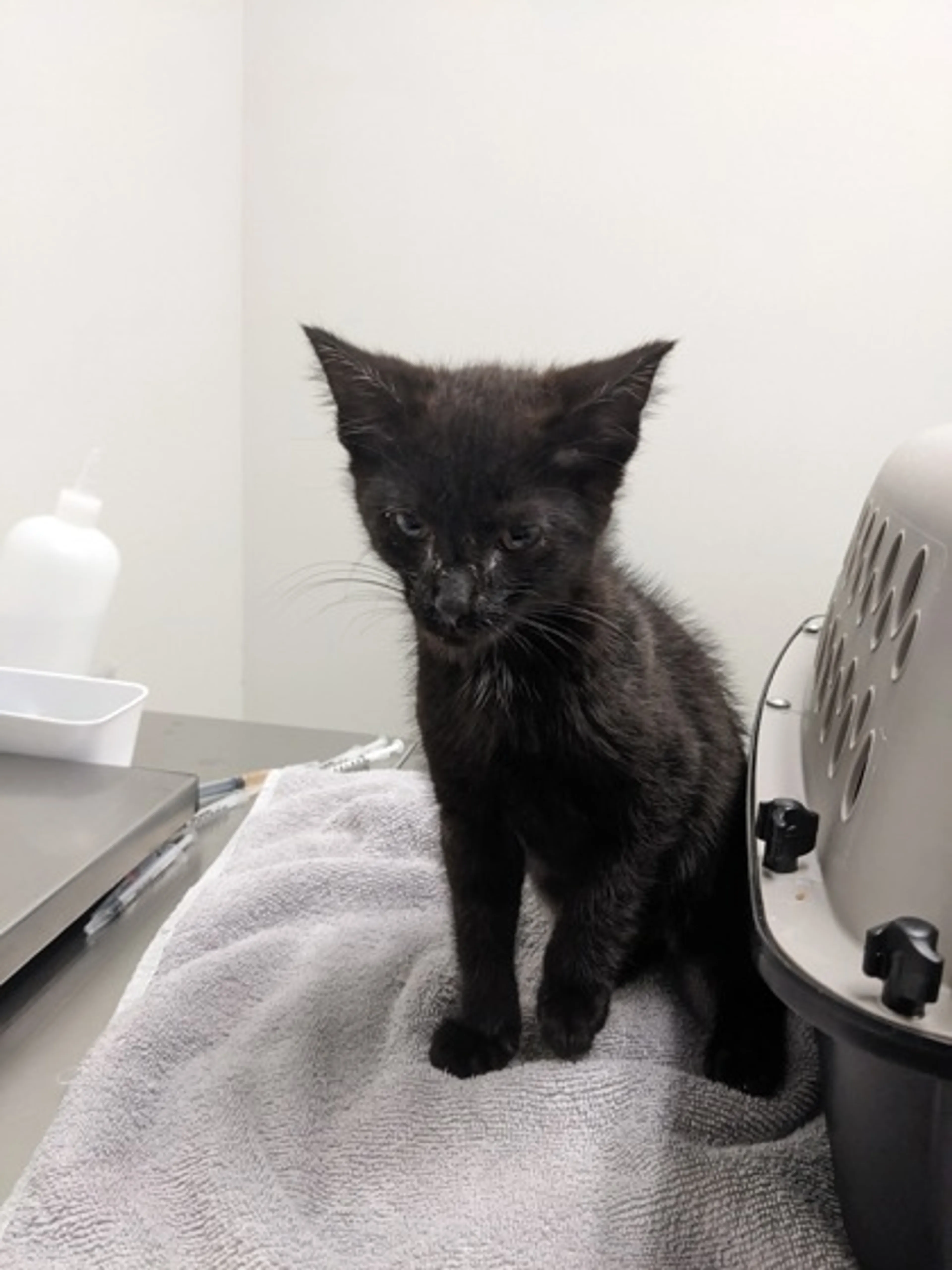 Found pet