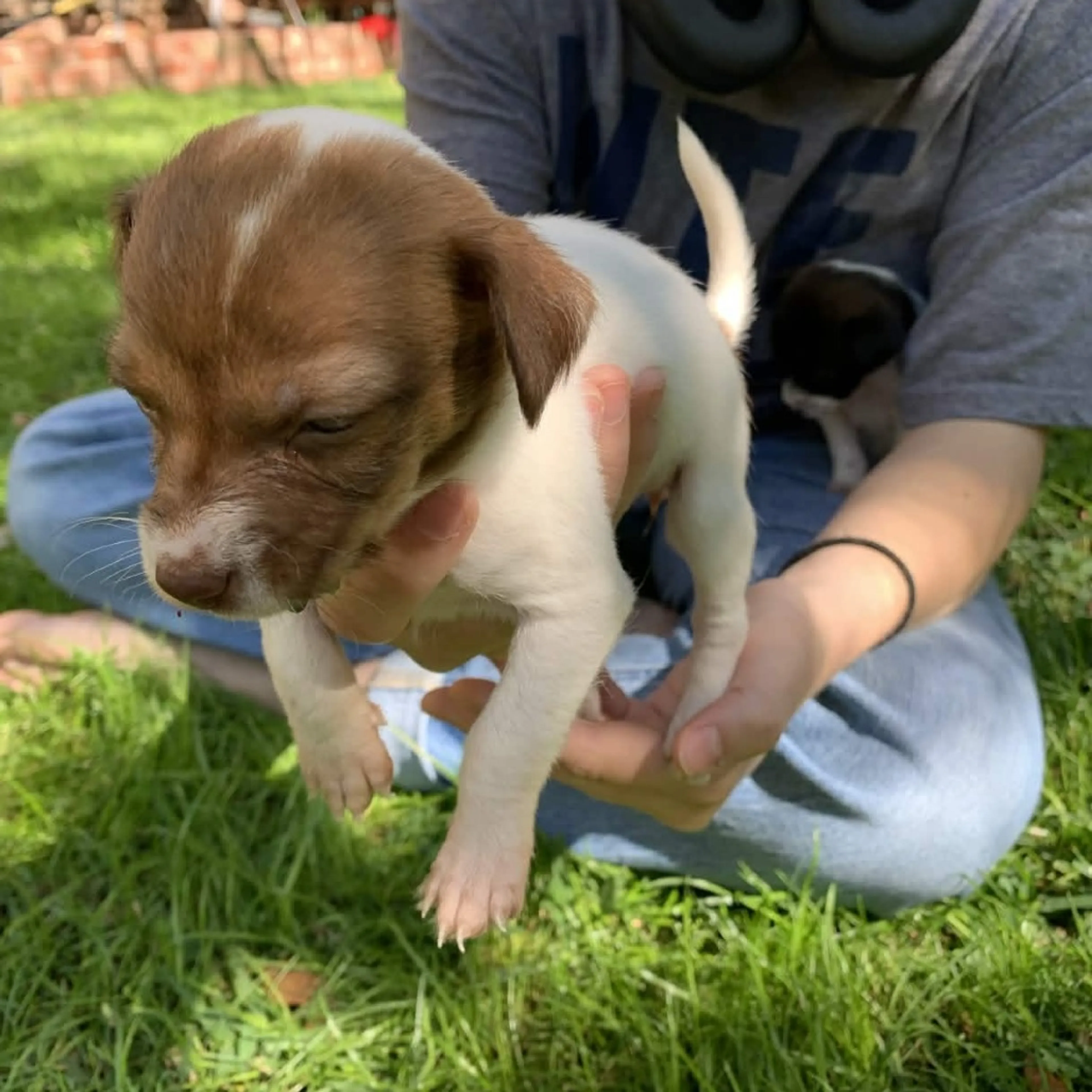 Found pet-1