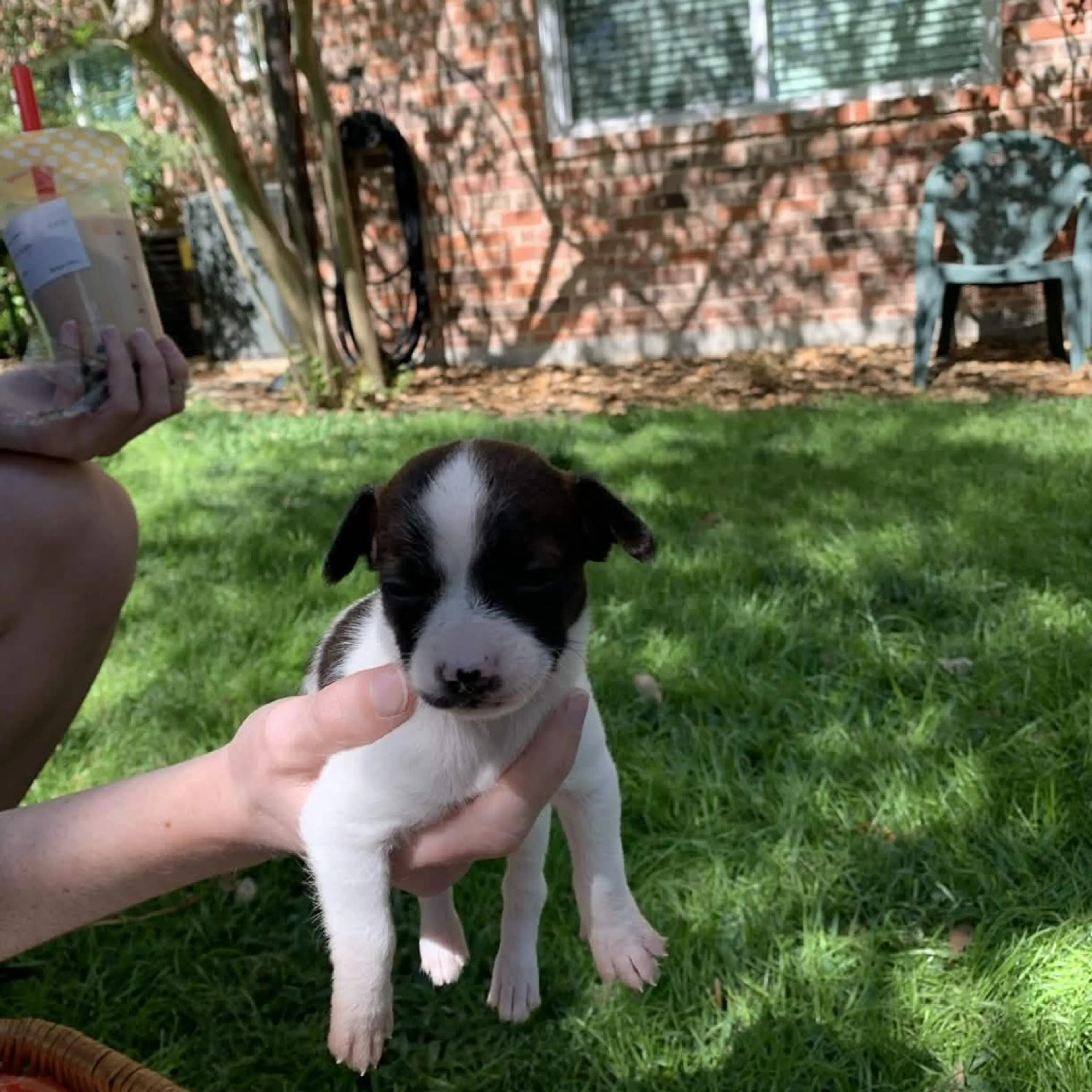 Found pet-1
