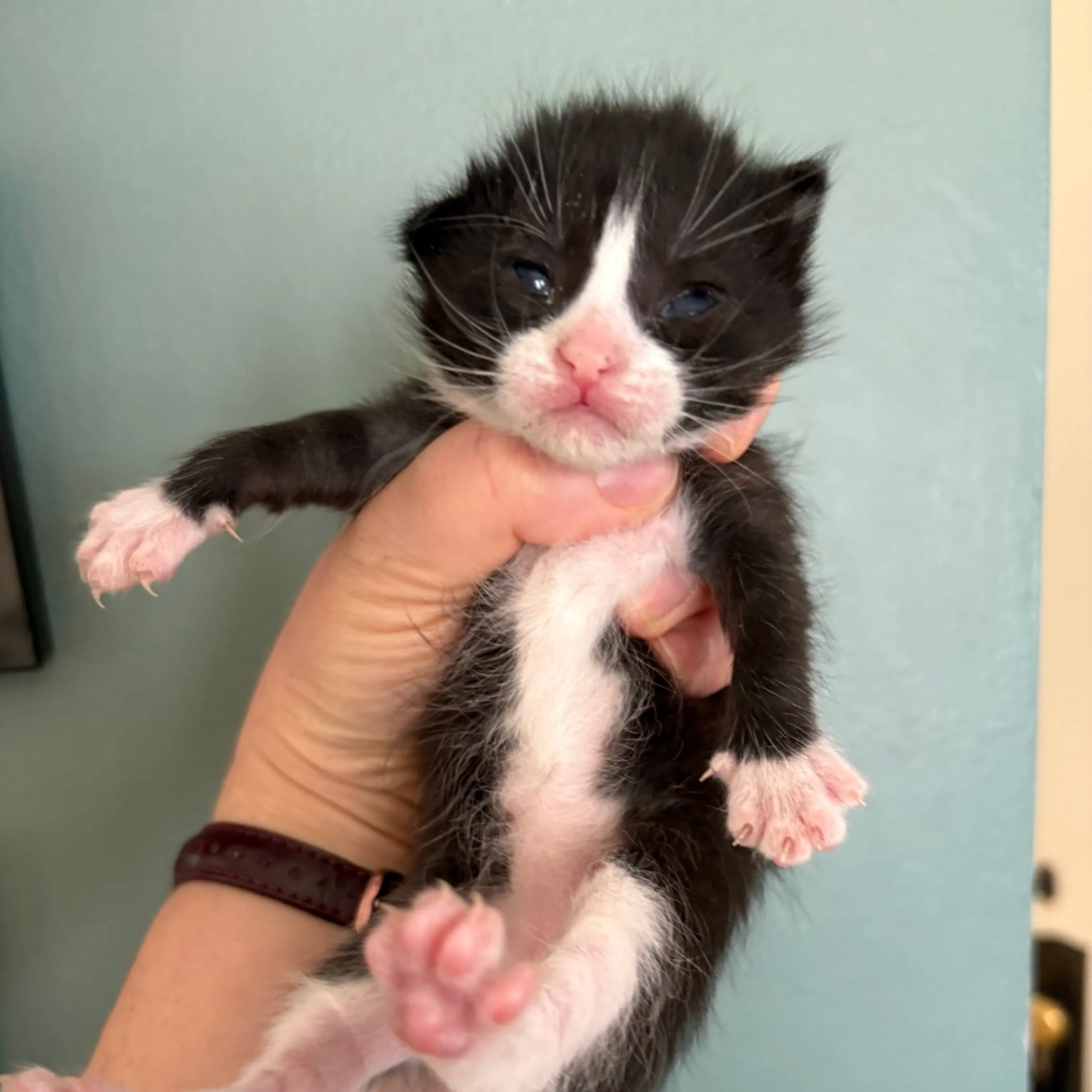 Found pet