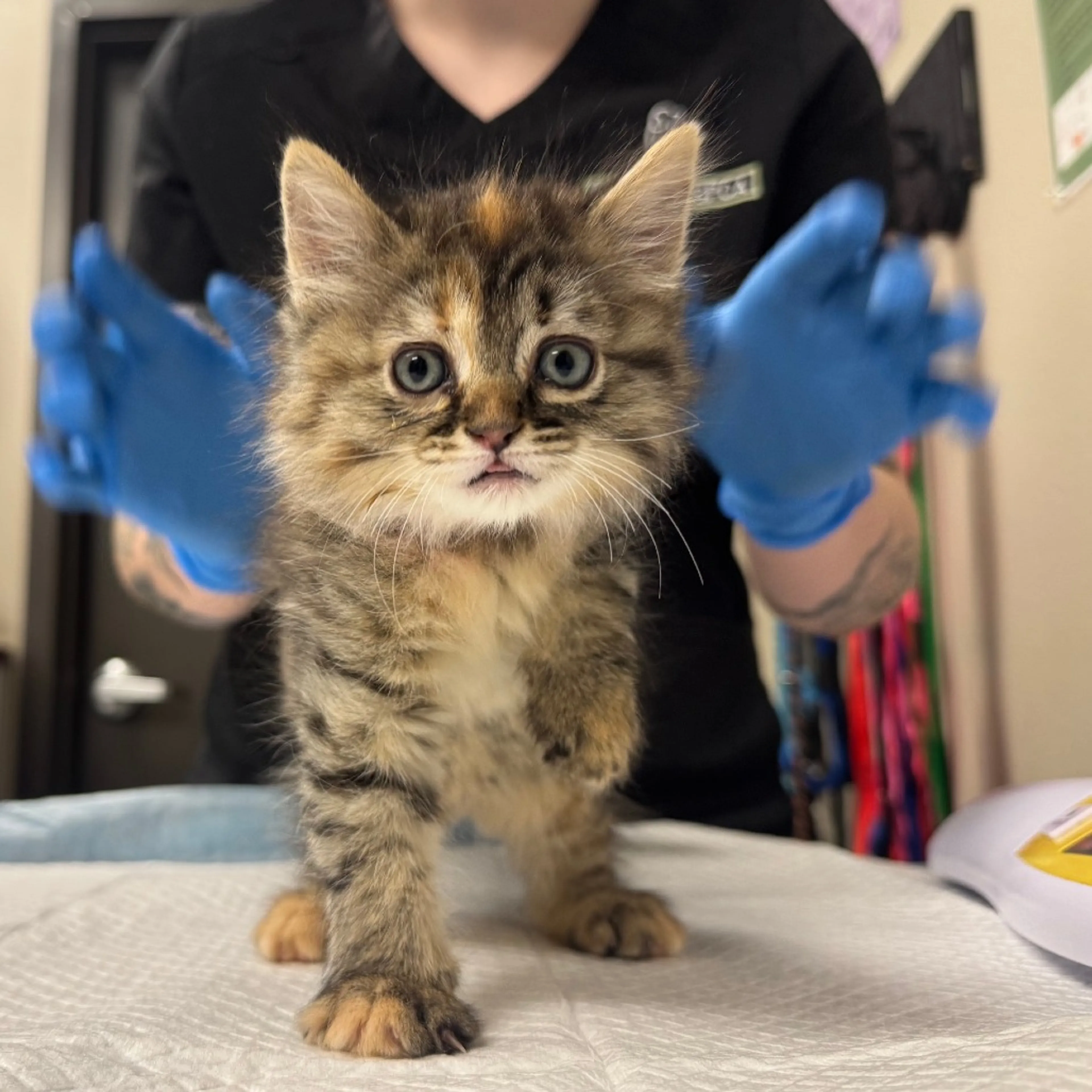 Found pet-0