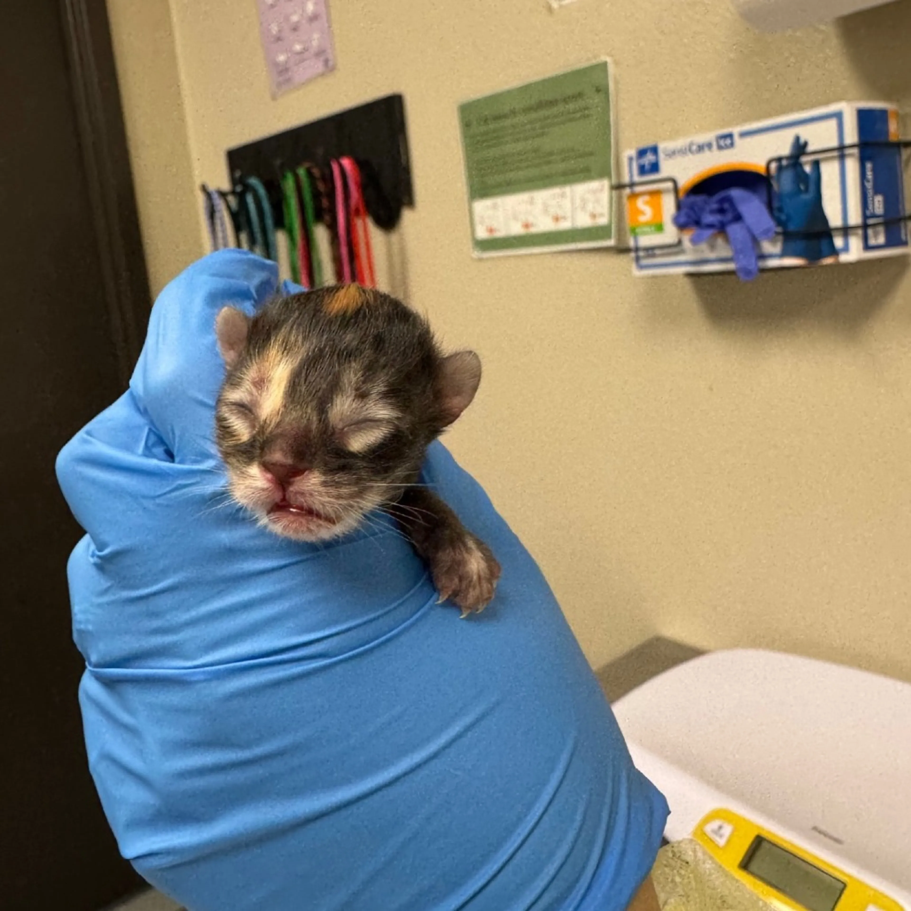 Found pet-1