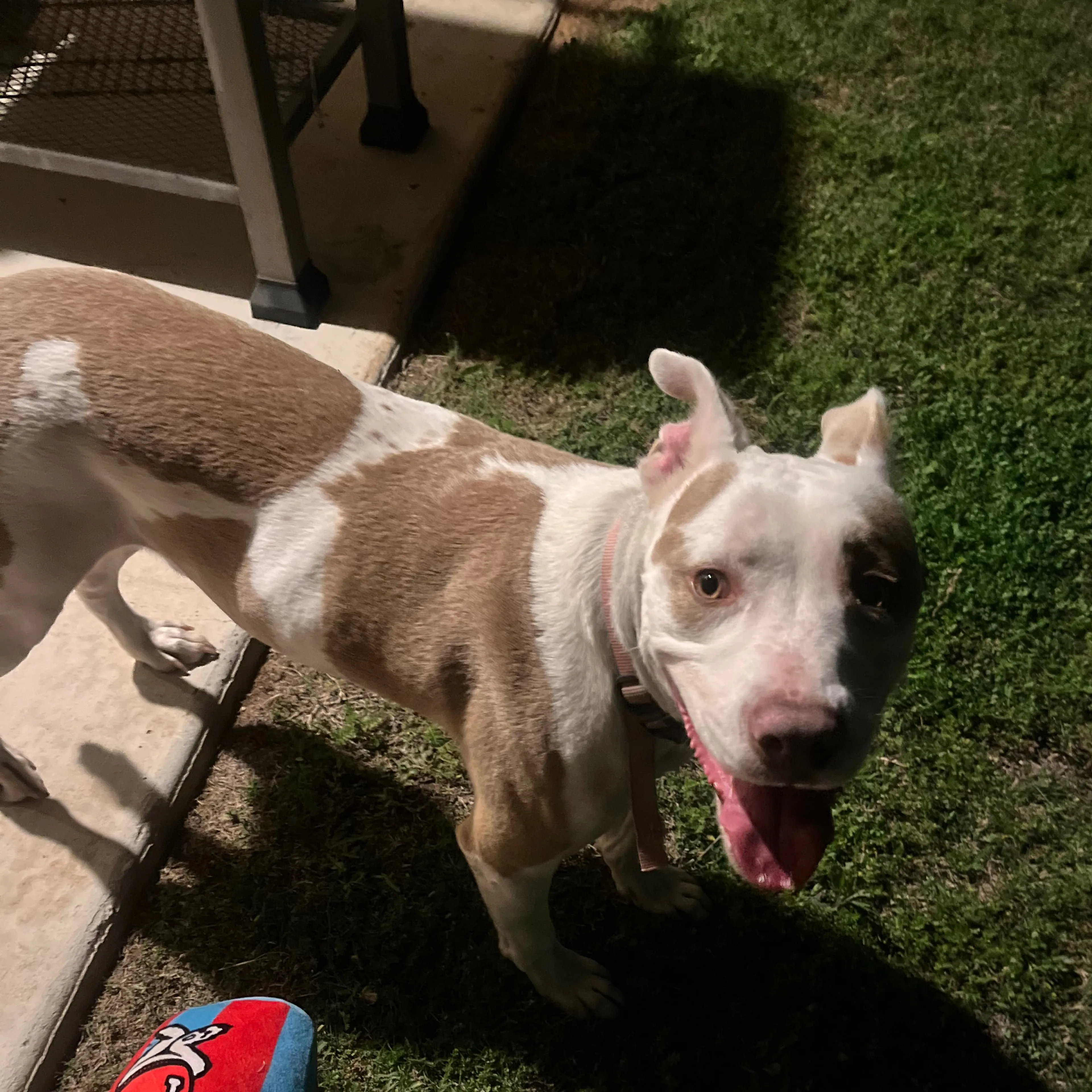 Lost pet-1