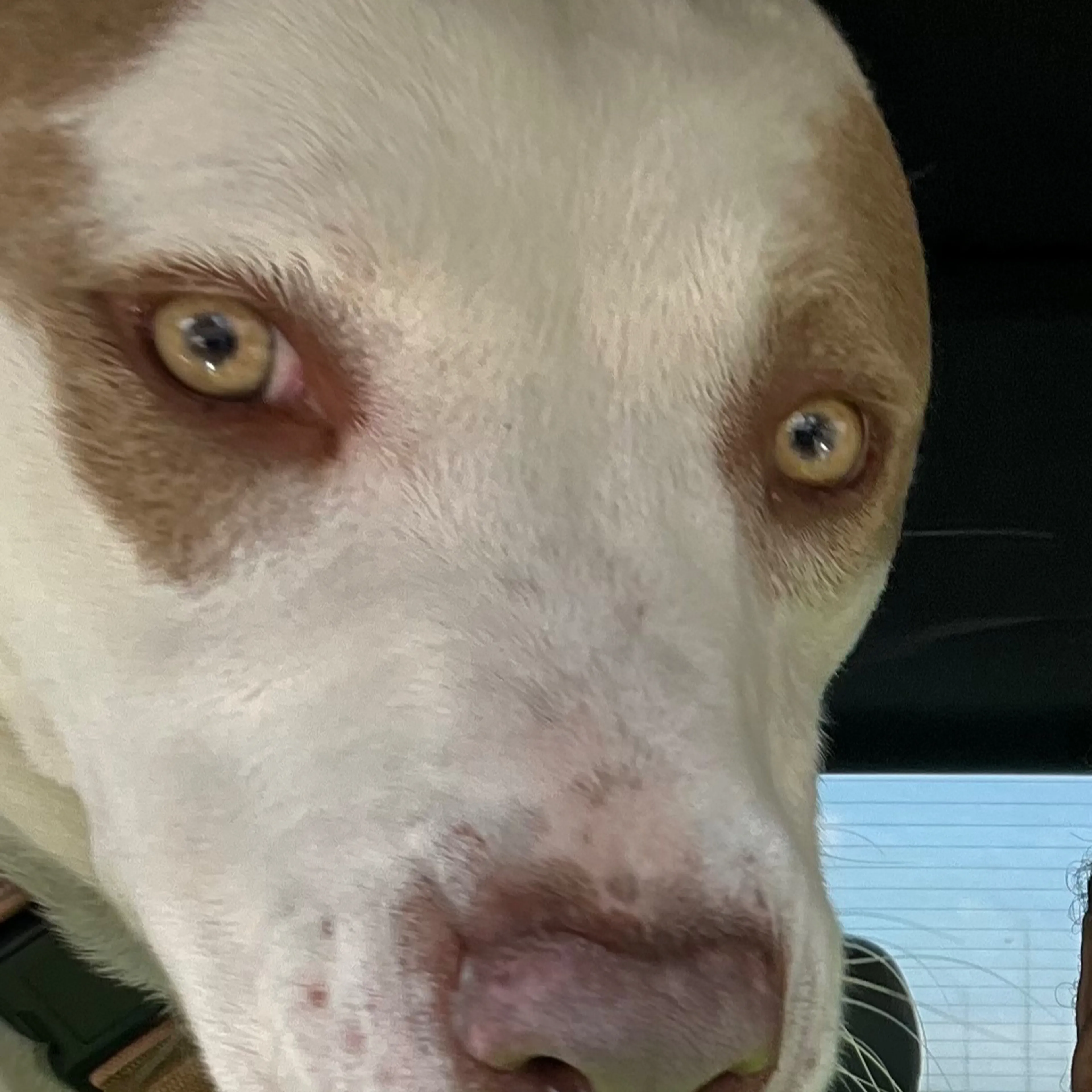 Lost pet-2