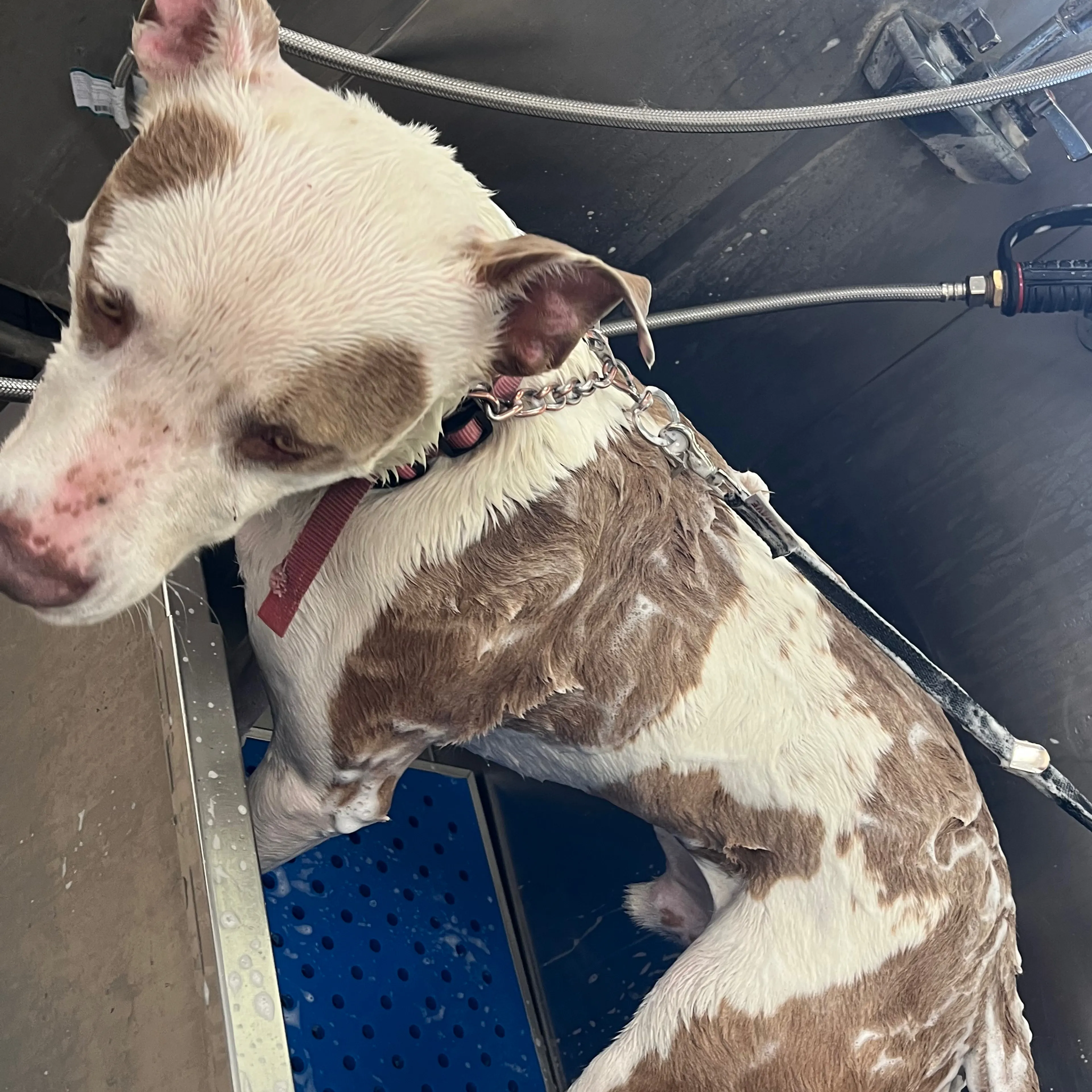 Lost pet-3