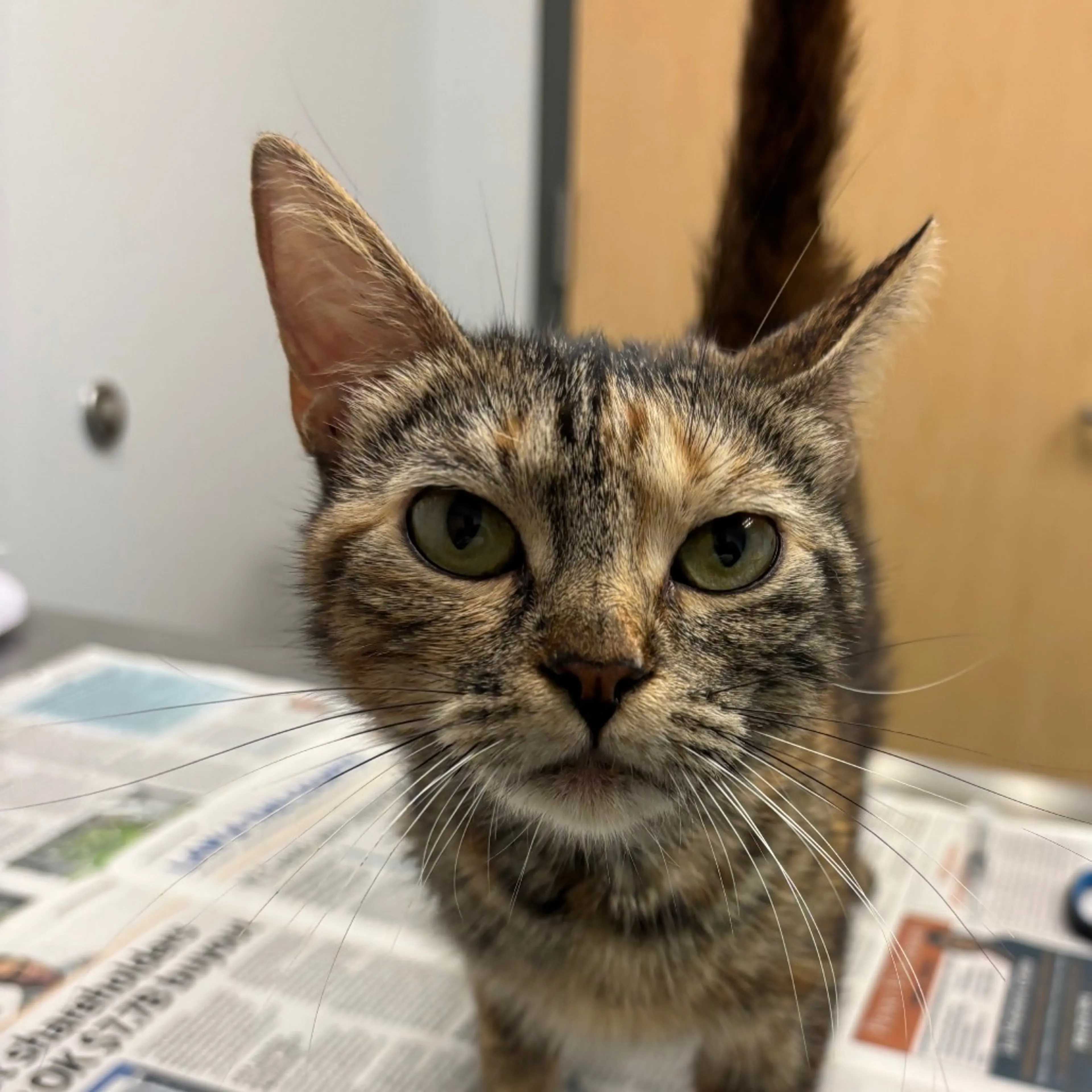 Found pet
