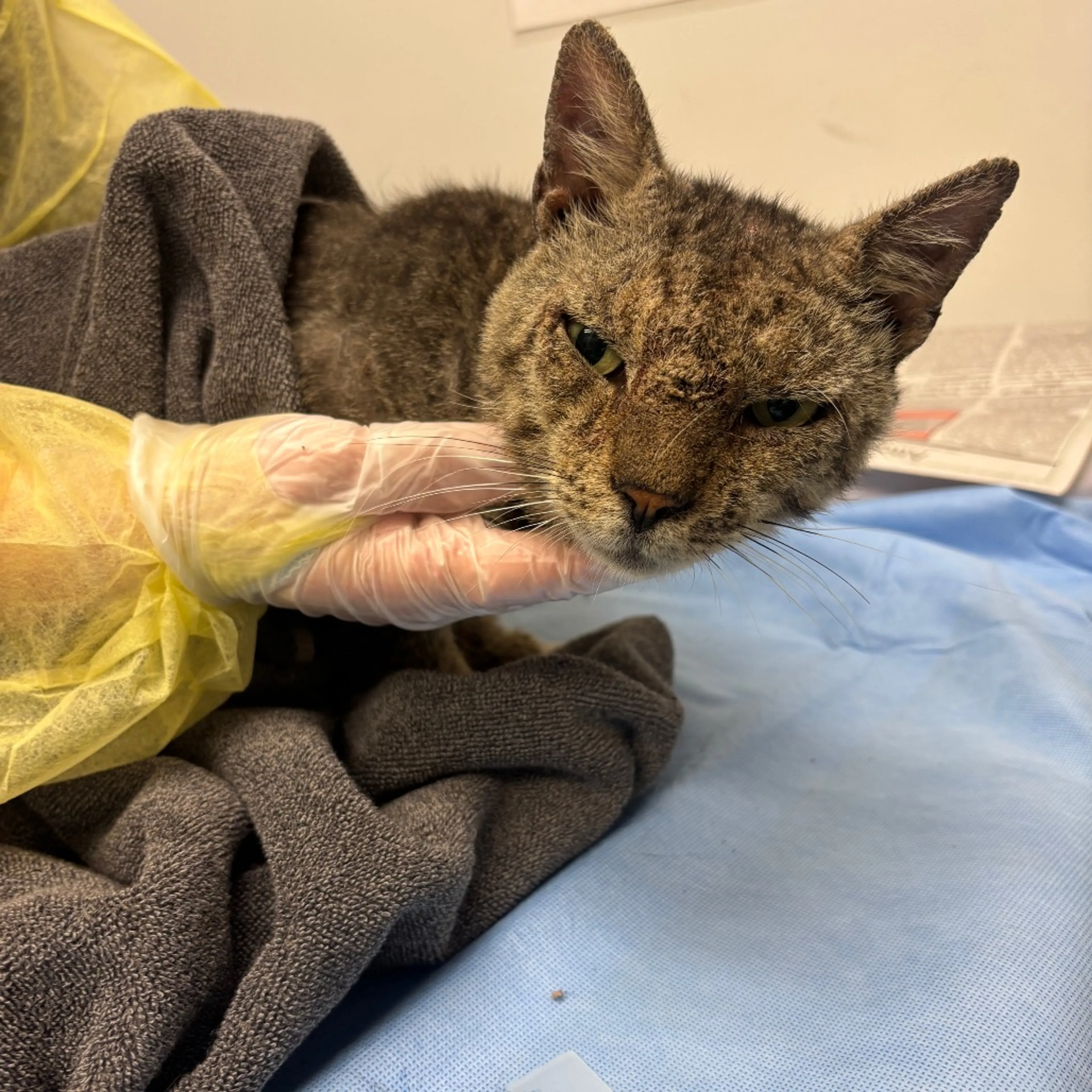 Found pet
