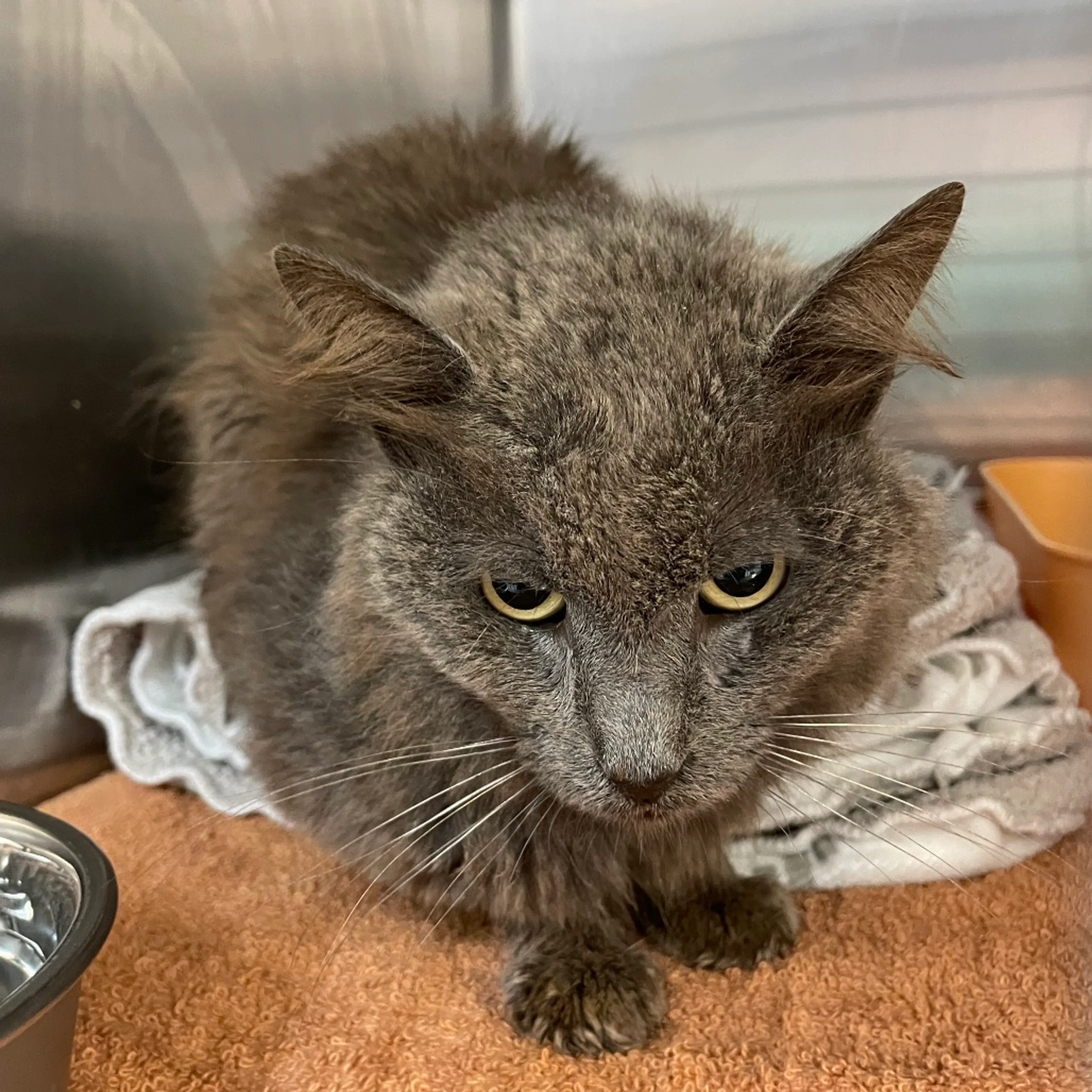 Found pet
