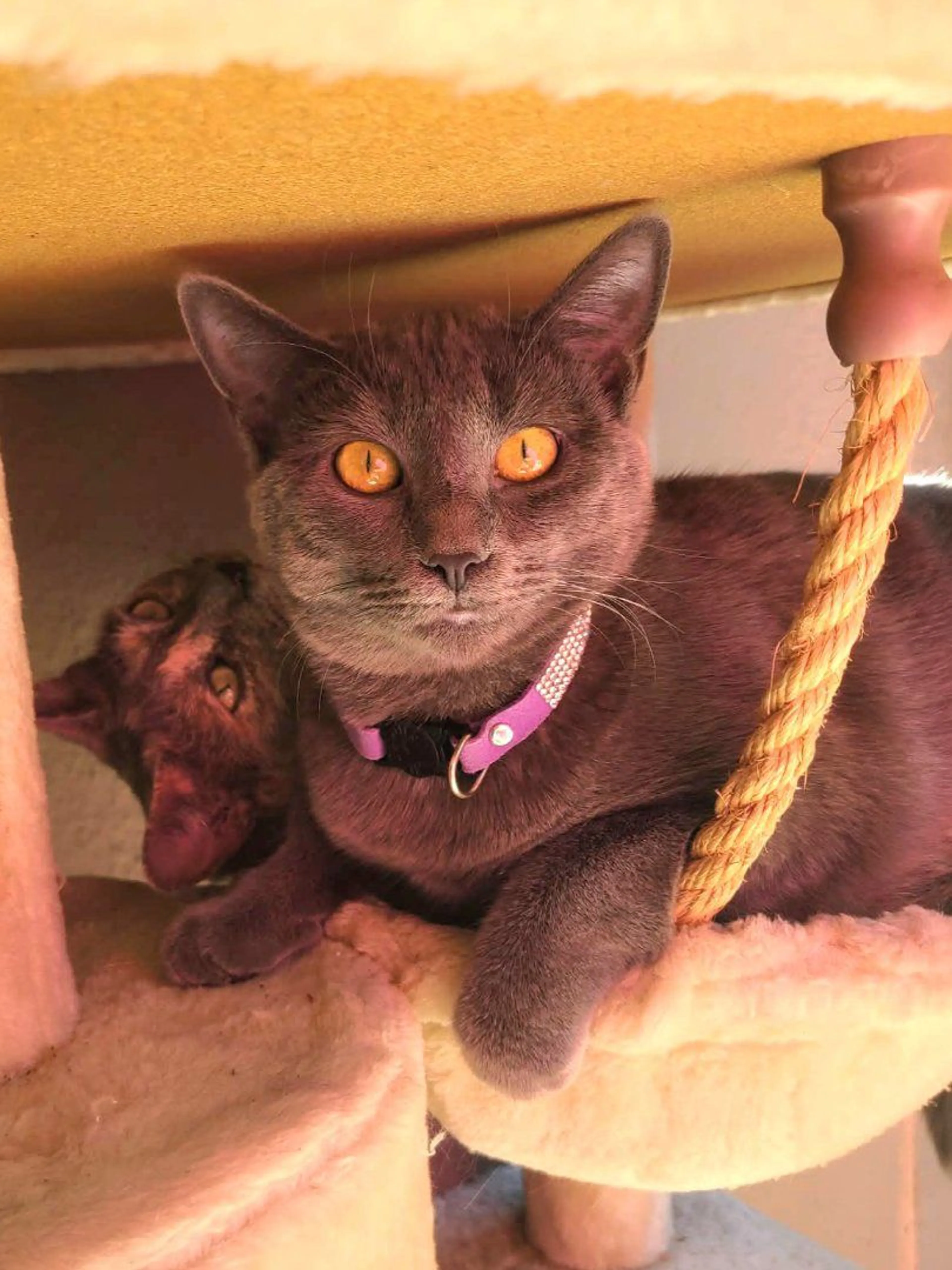 Lost pet-1