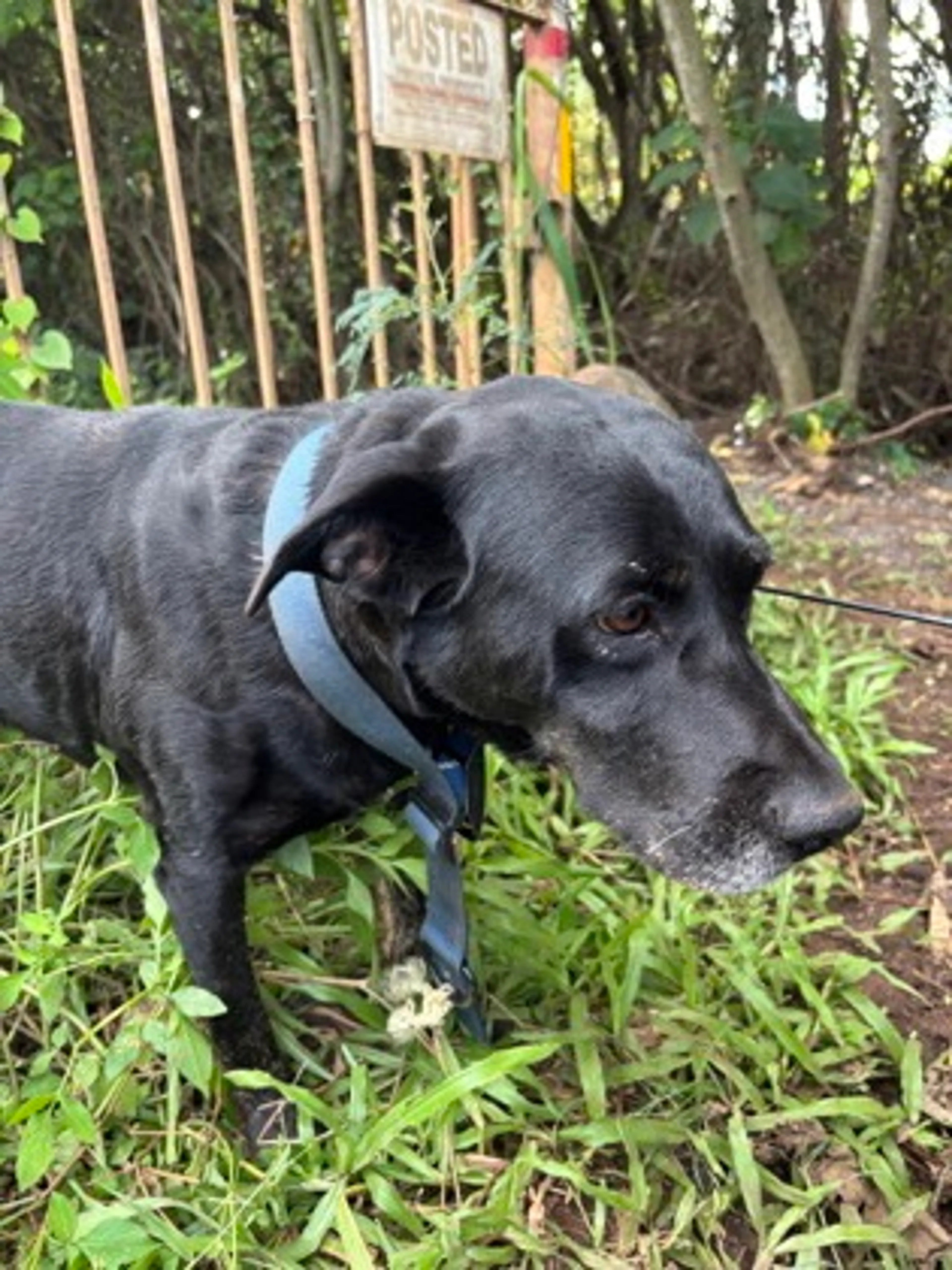 Found pet