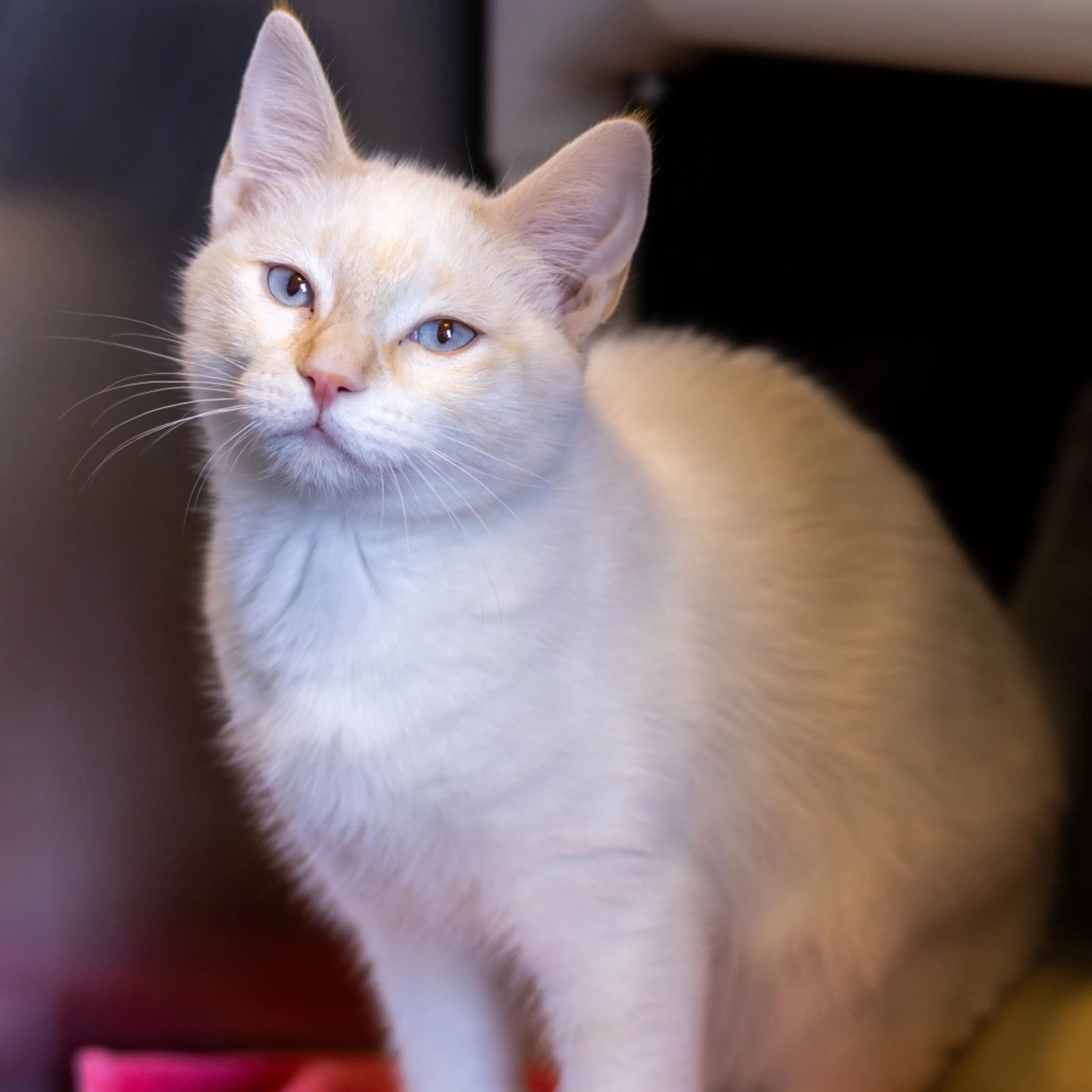Found pet-2