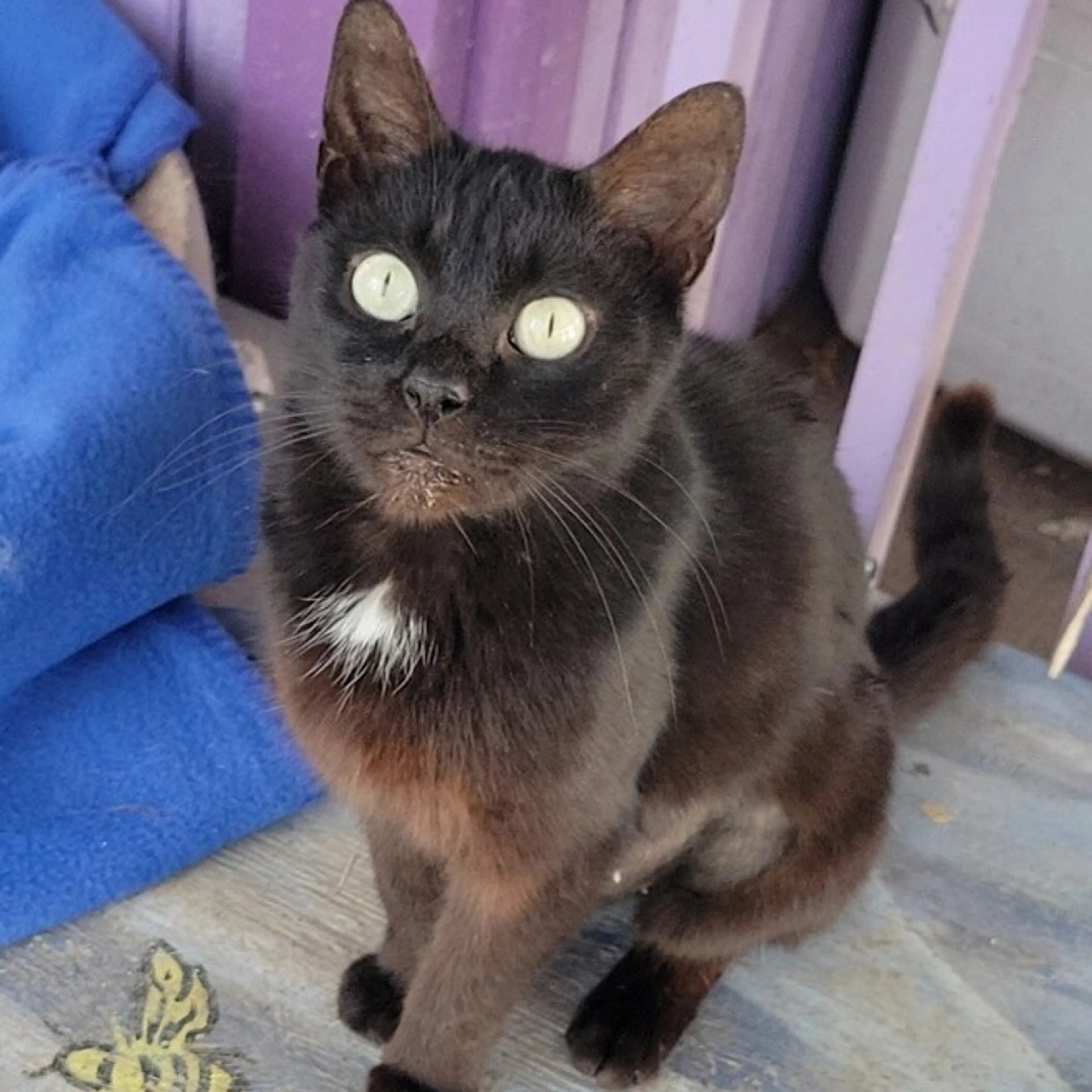 Found pet-1