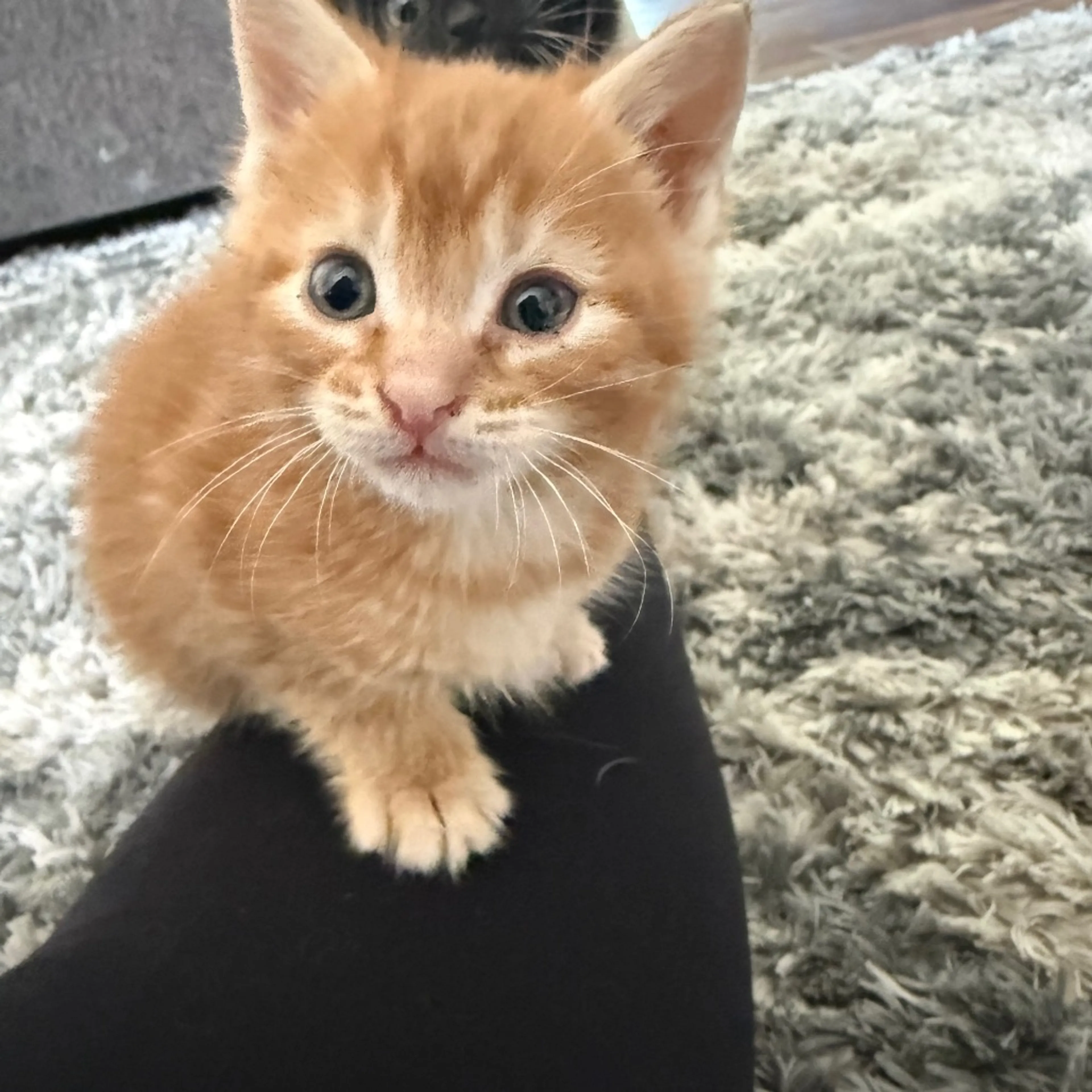 Found pet