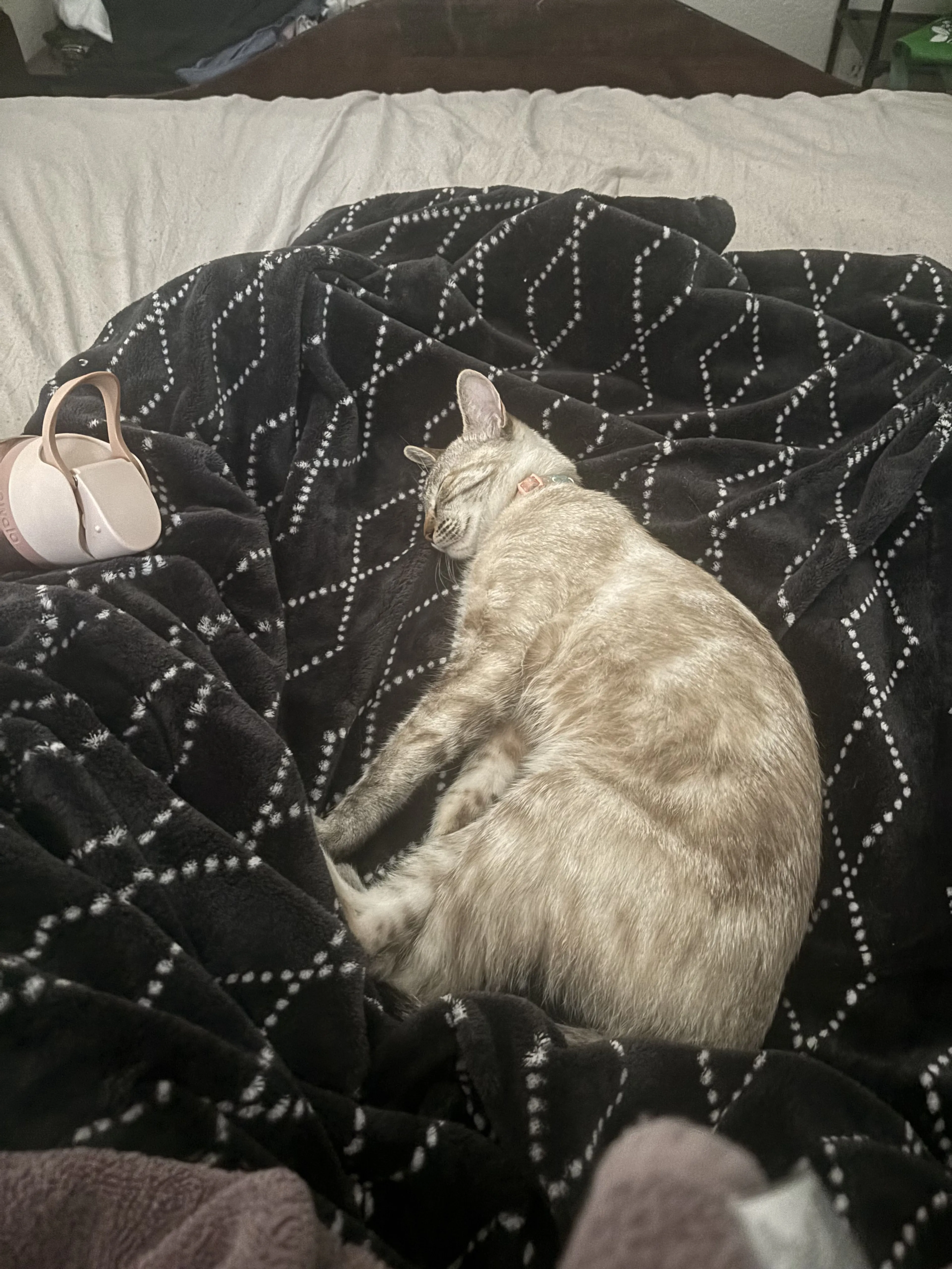 Lost pet-1