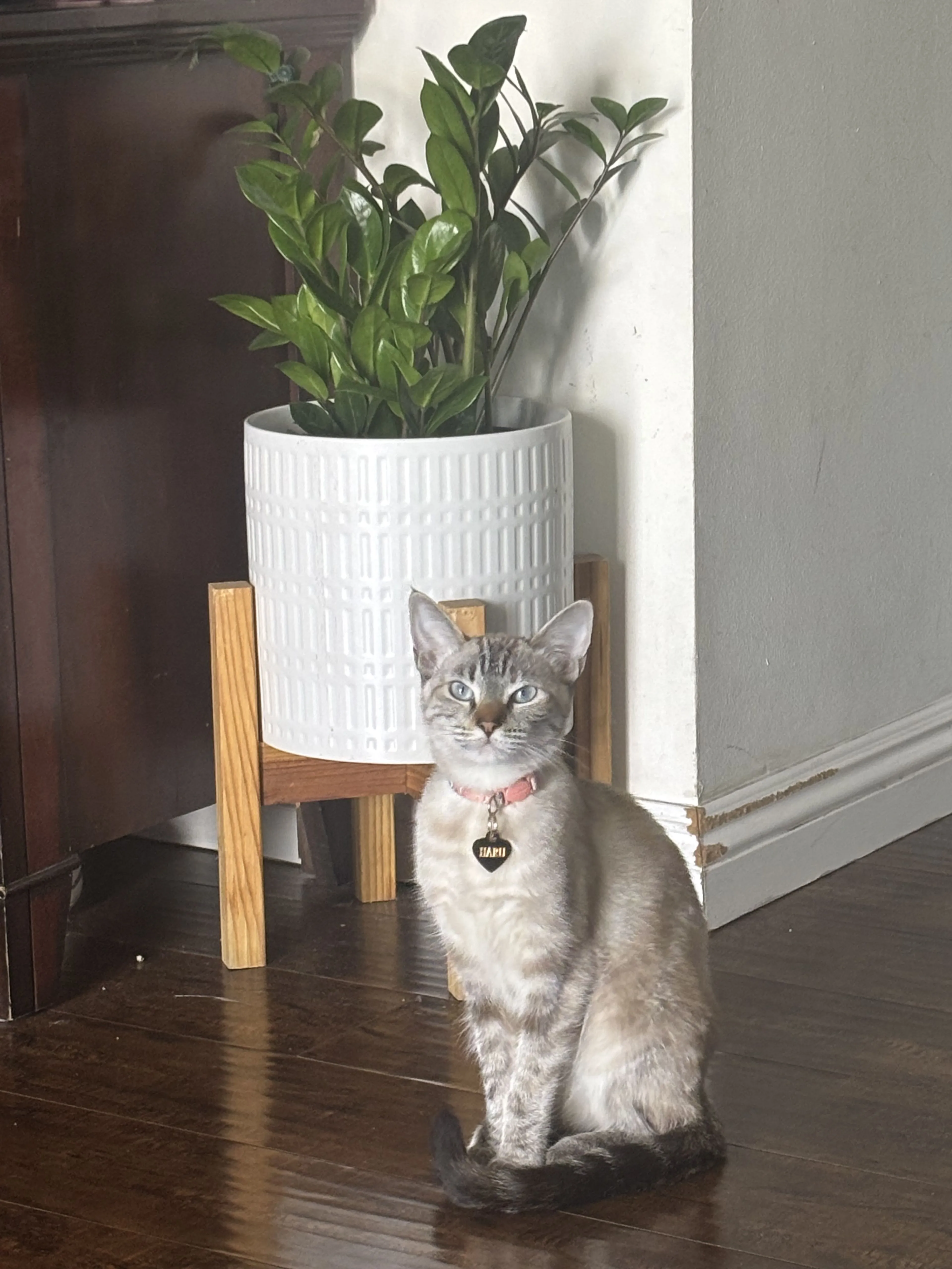 Lost pet-0