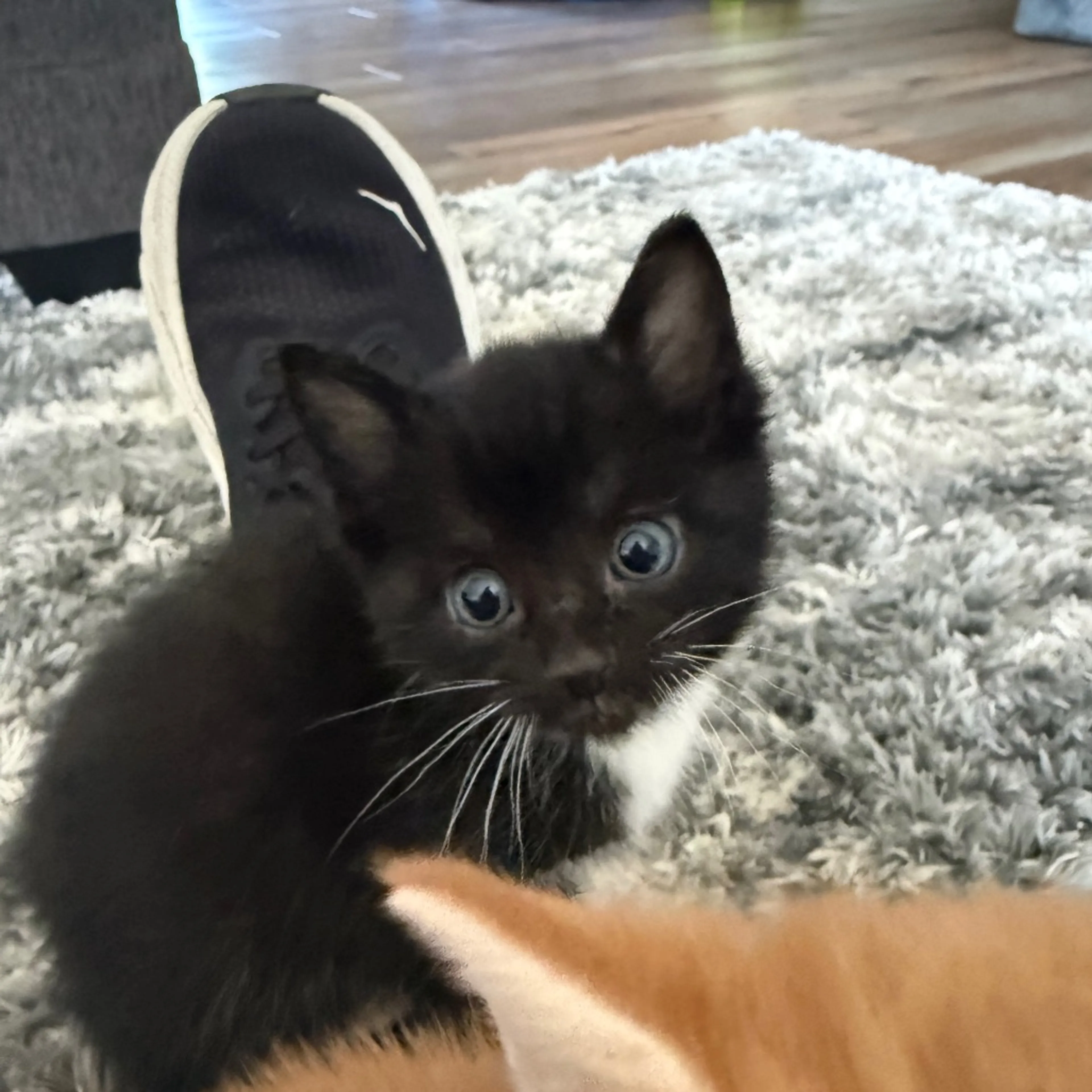 Found pet