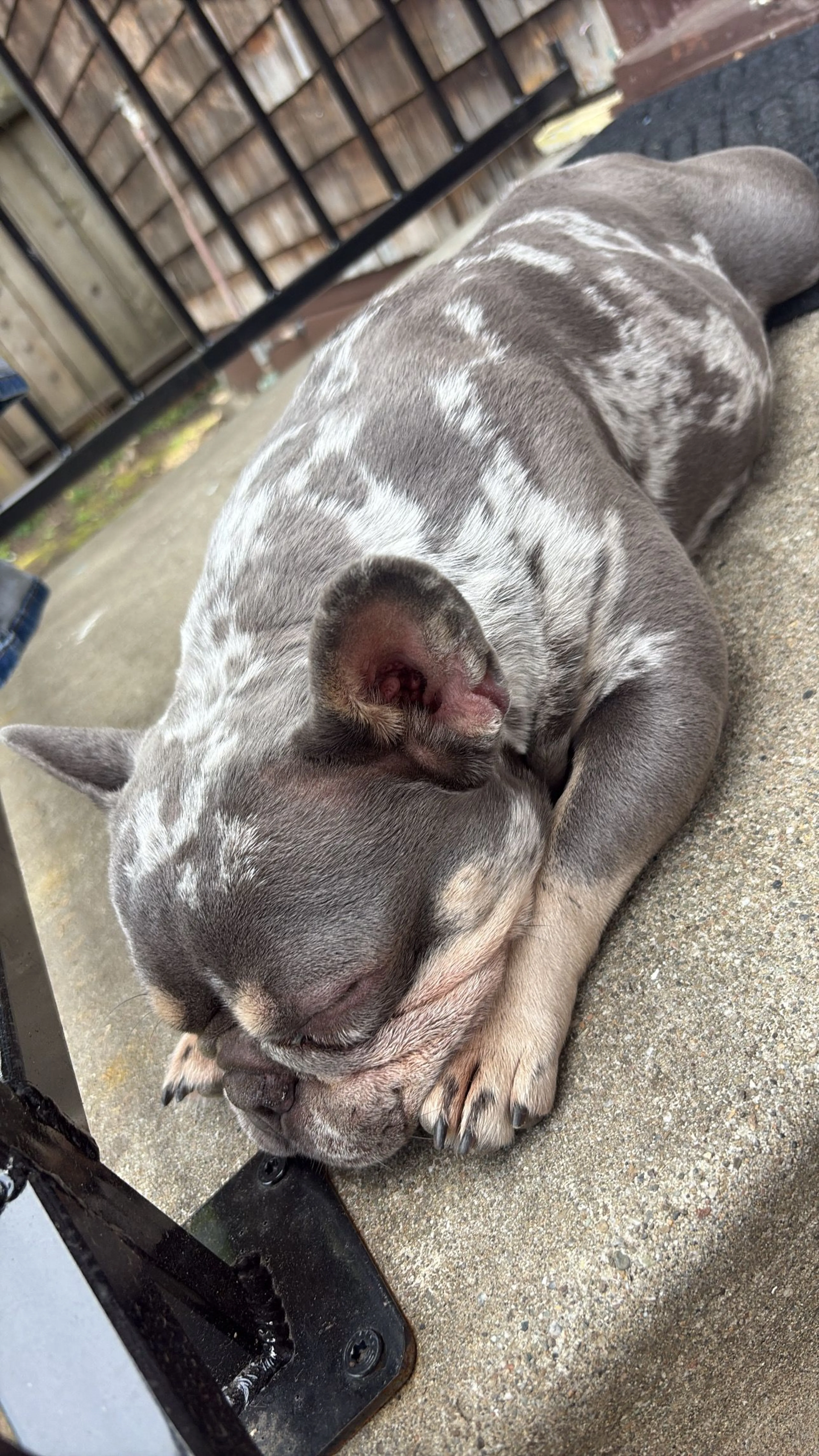 Lost pet