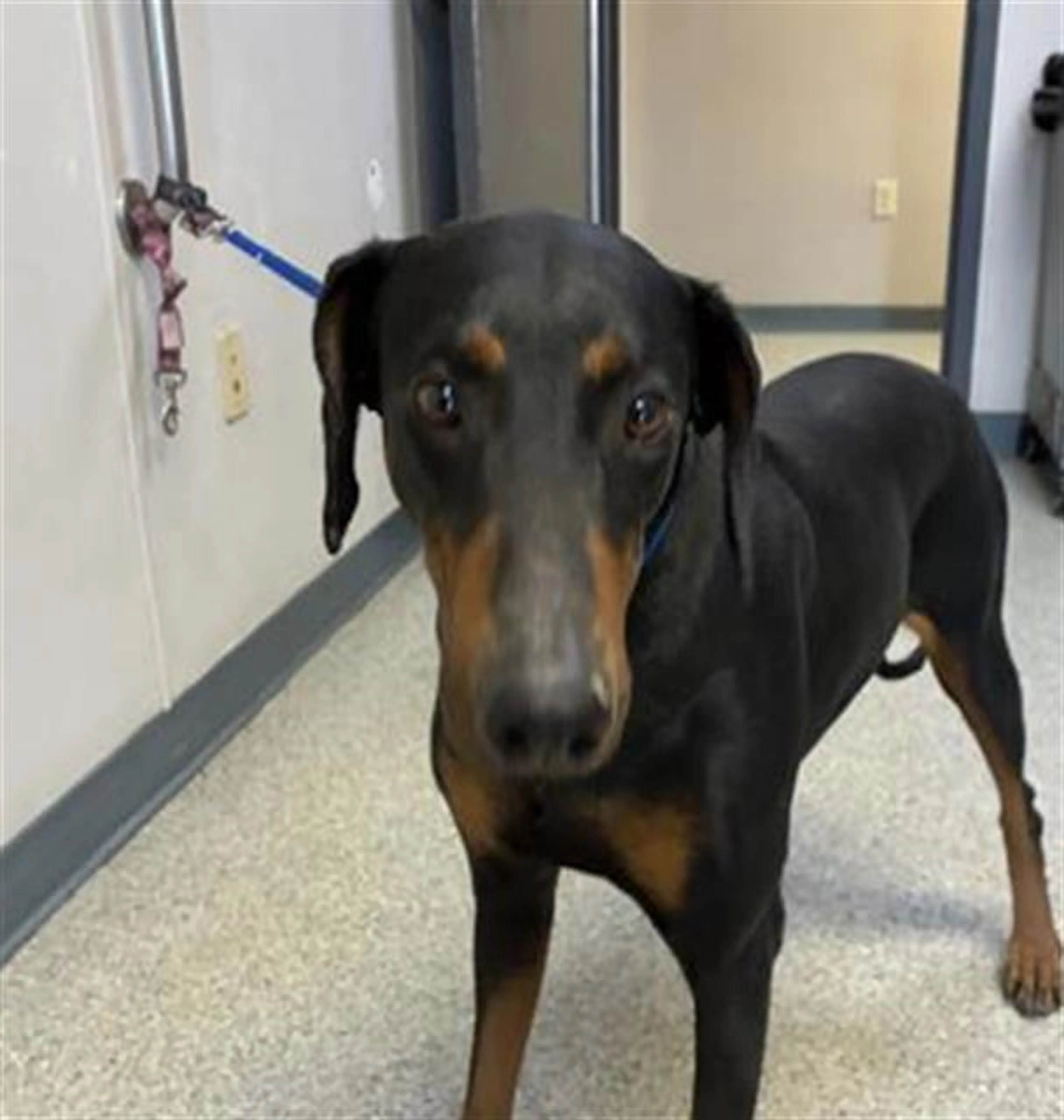 Found pet