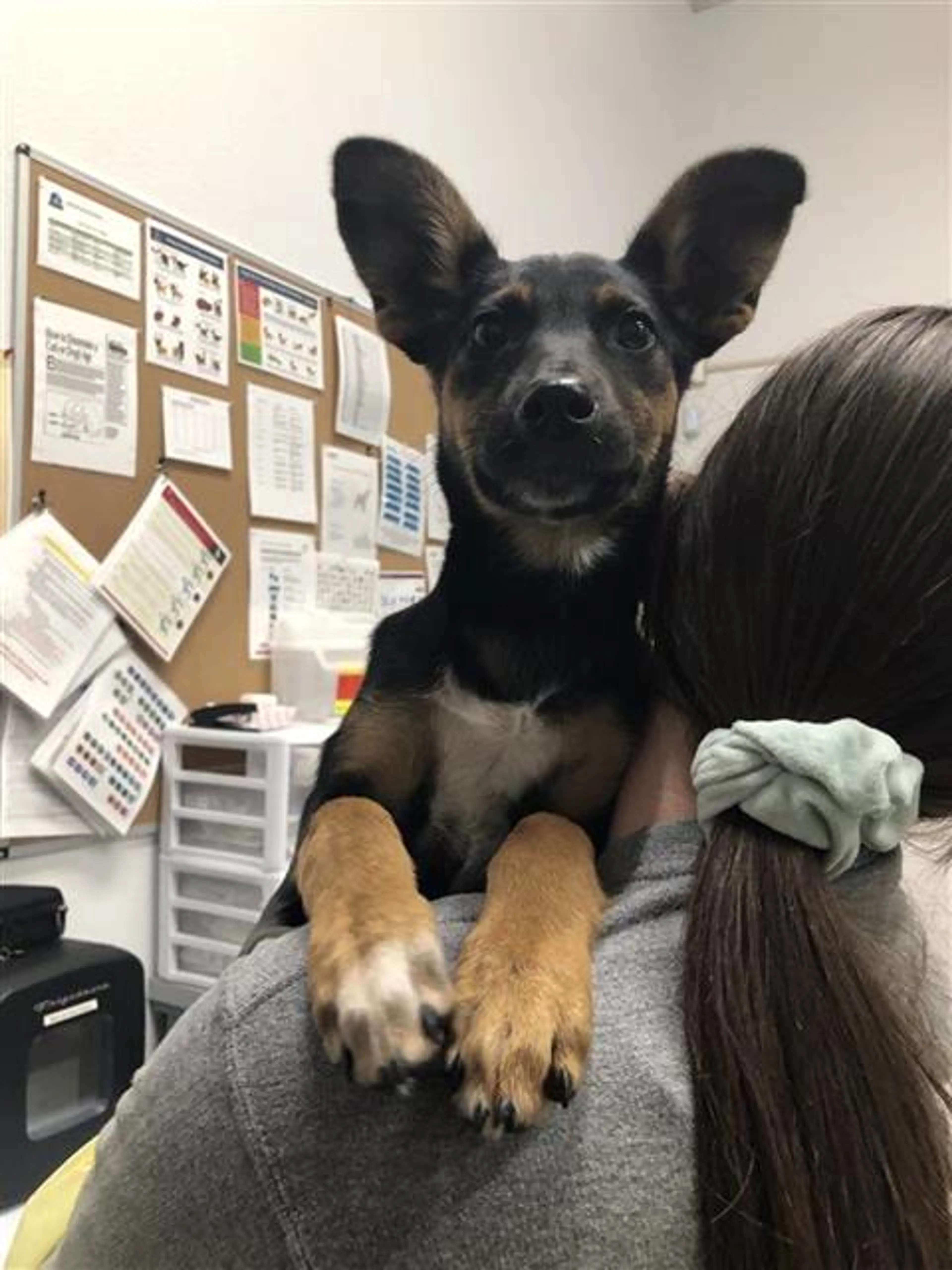 Found pet
