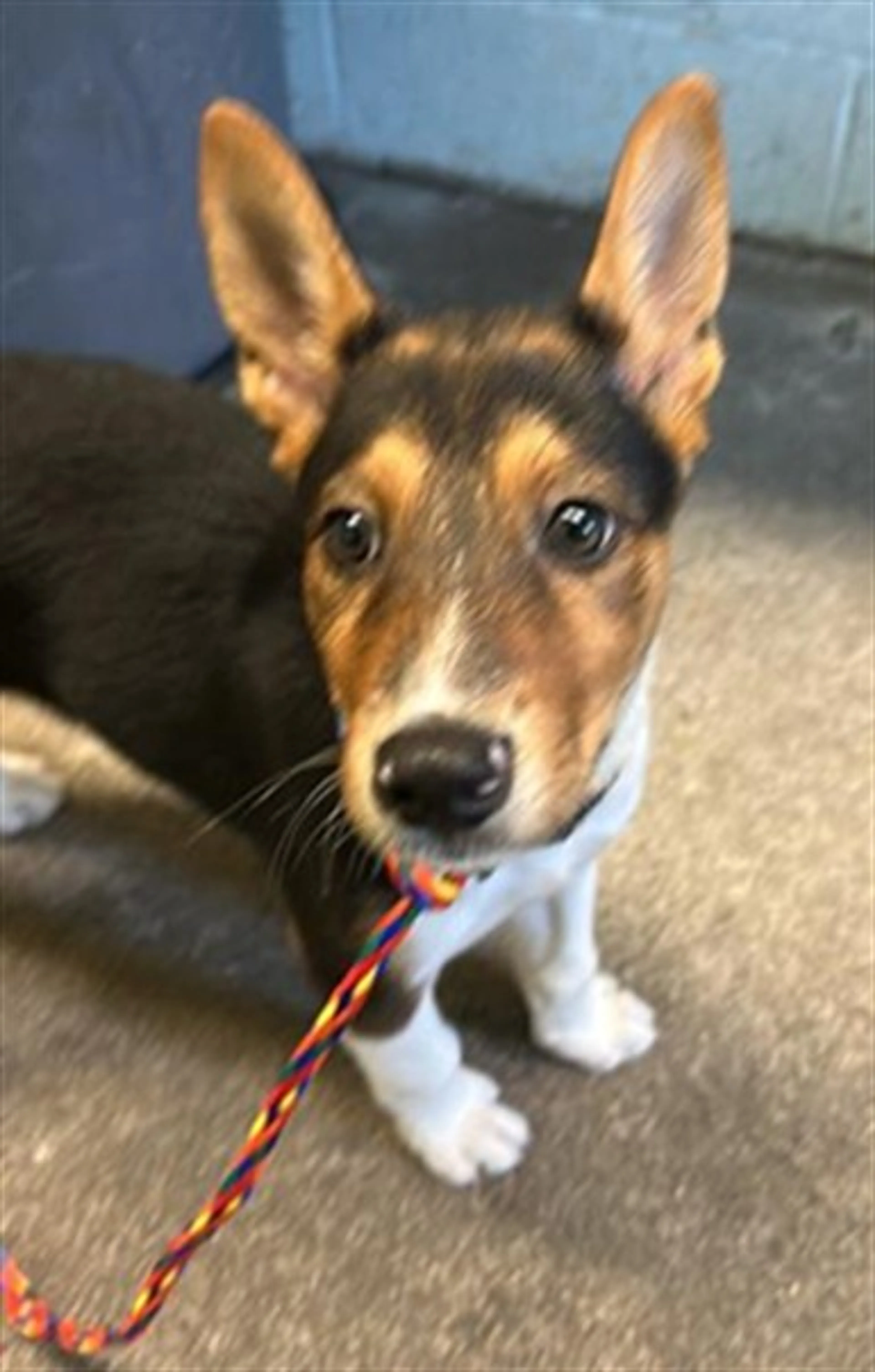 Found pet