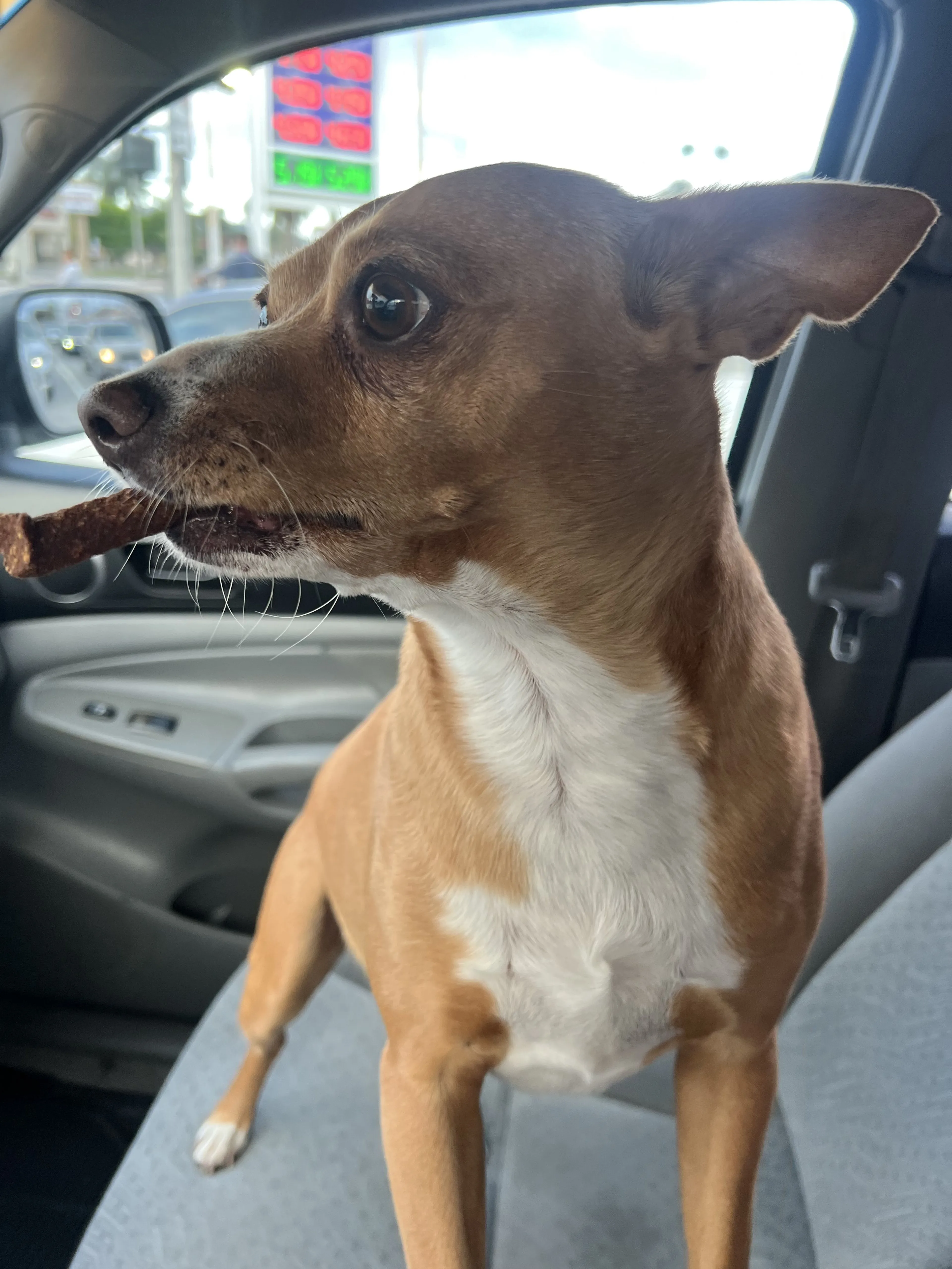 Lost pet-1