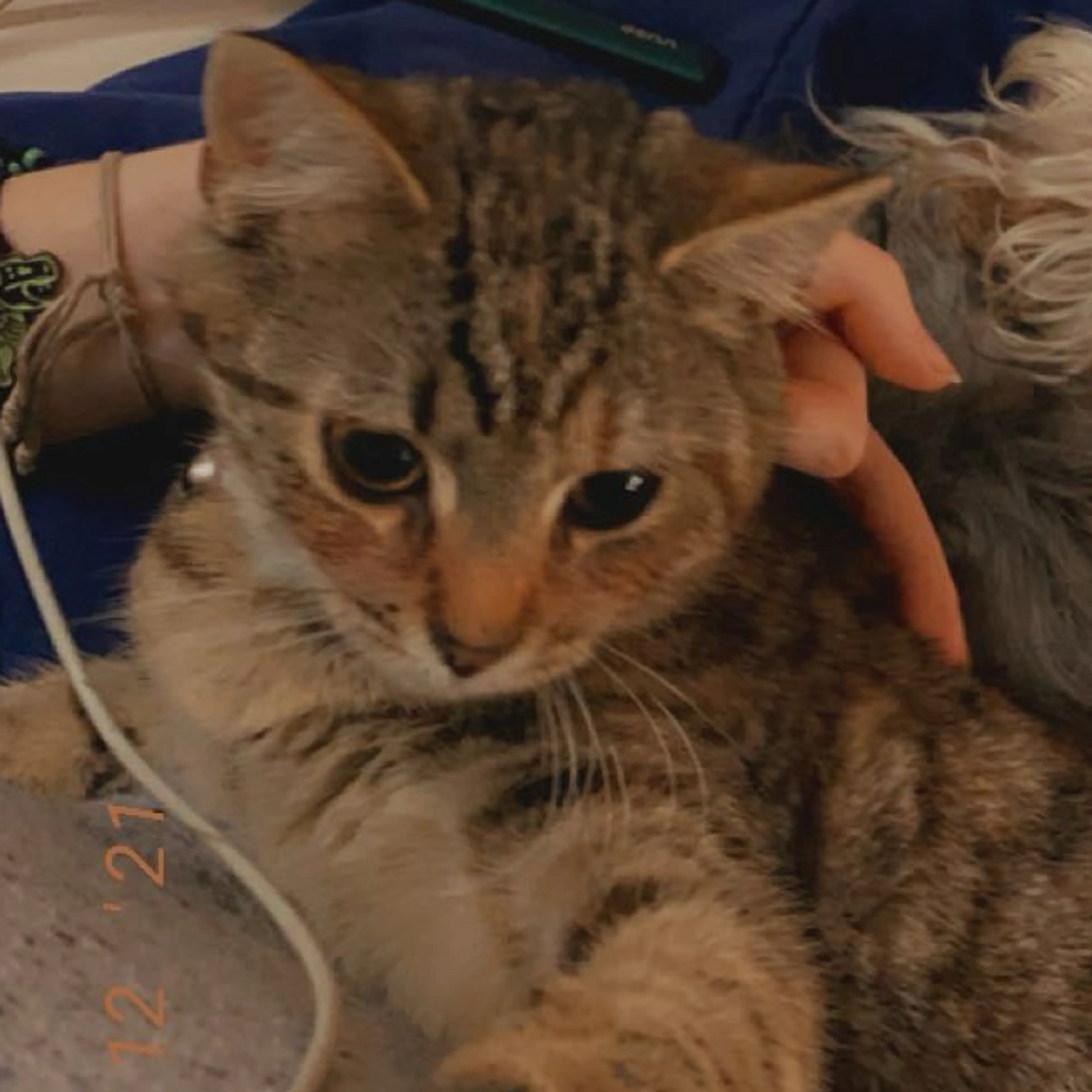 Lost pet-0