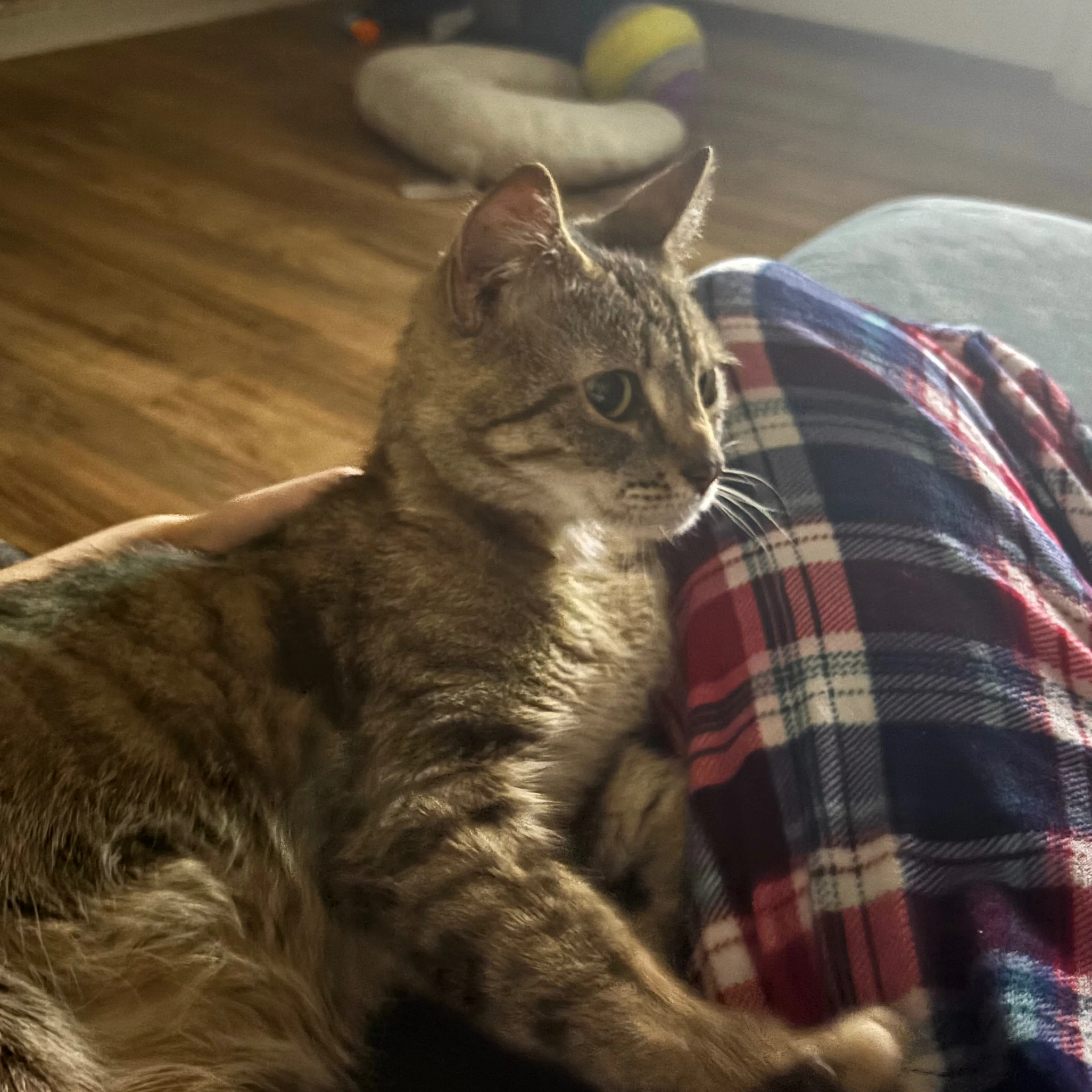 Lost pet-3