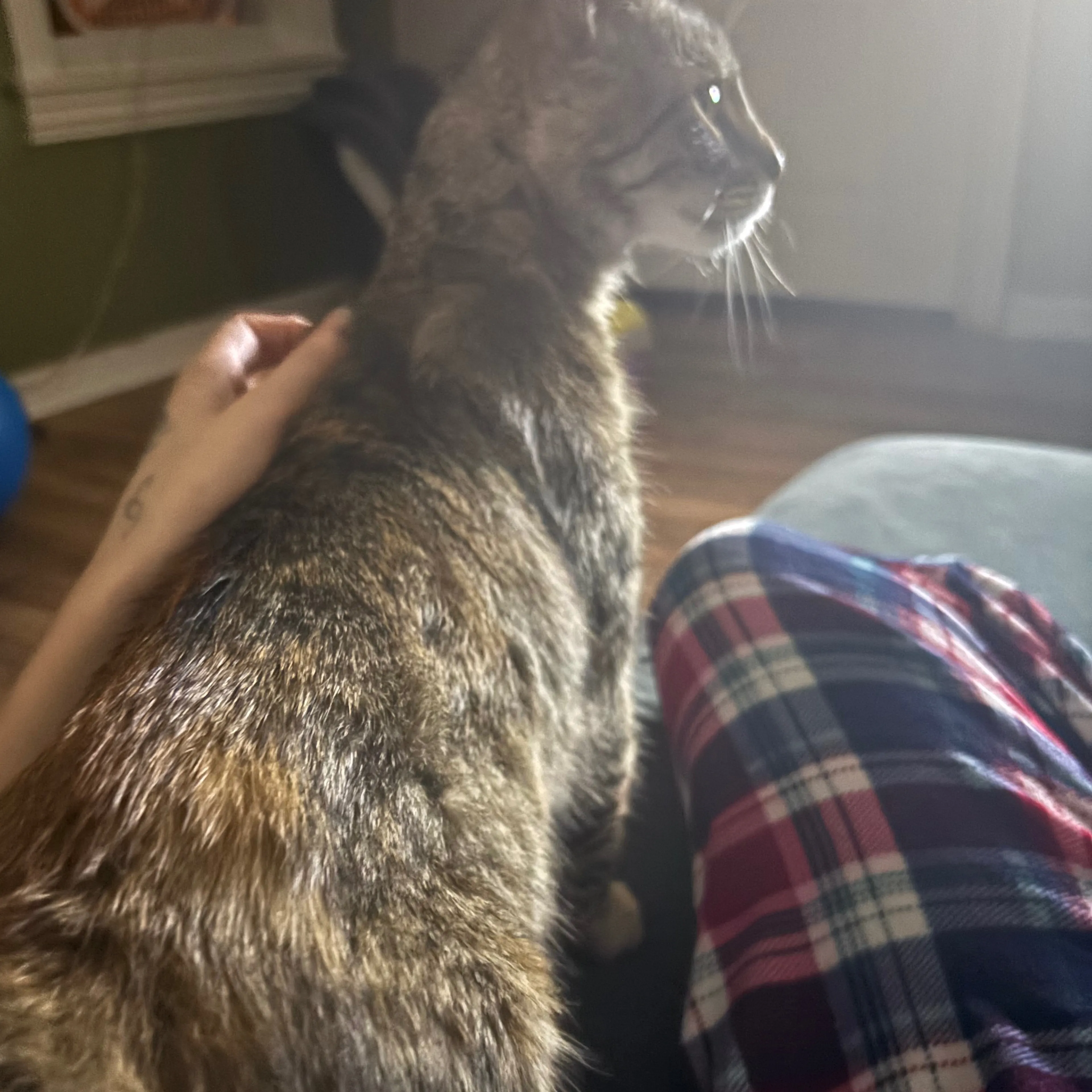 Lost pet-1