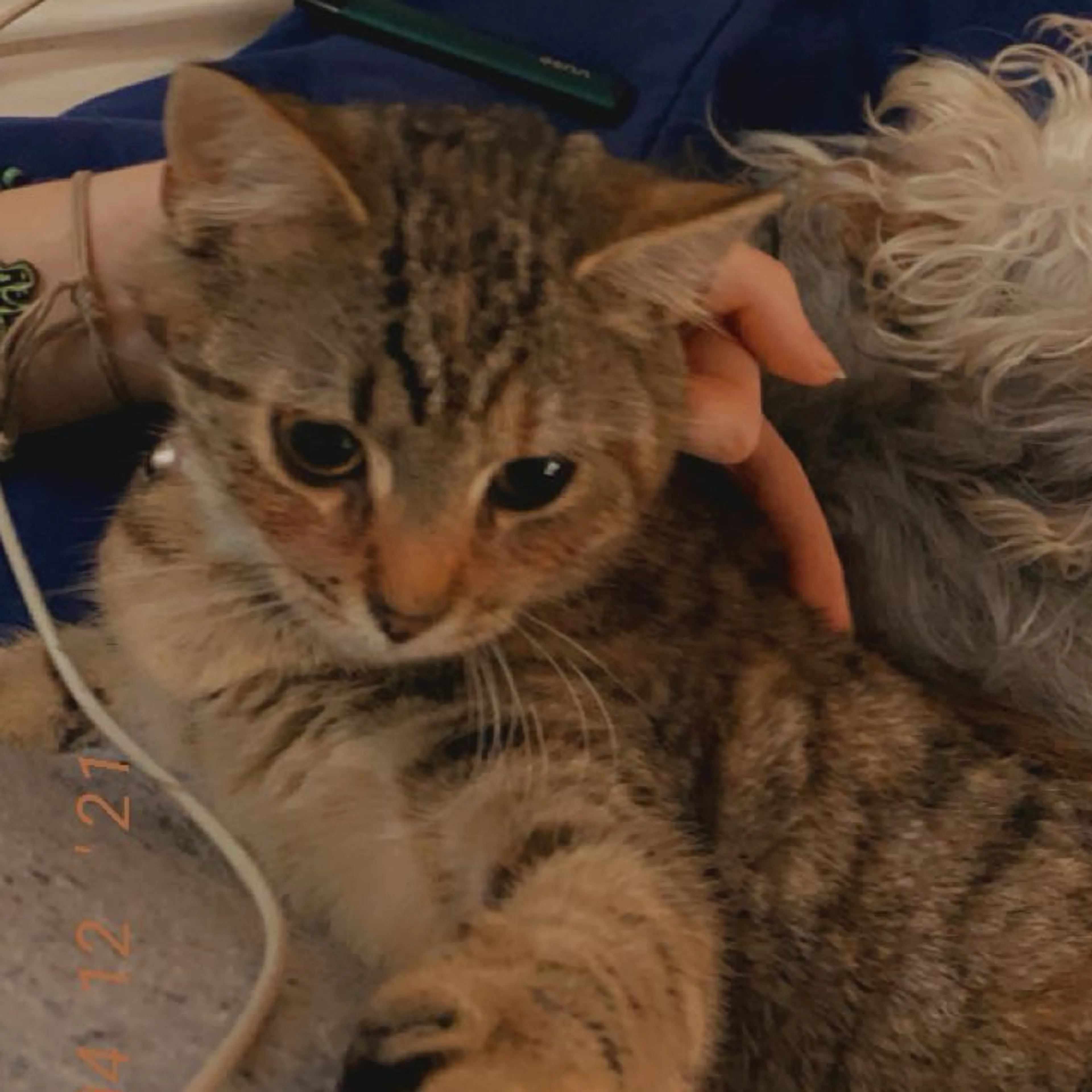 Lost pet-2
