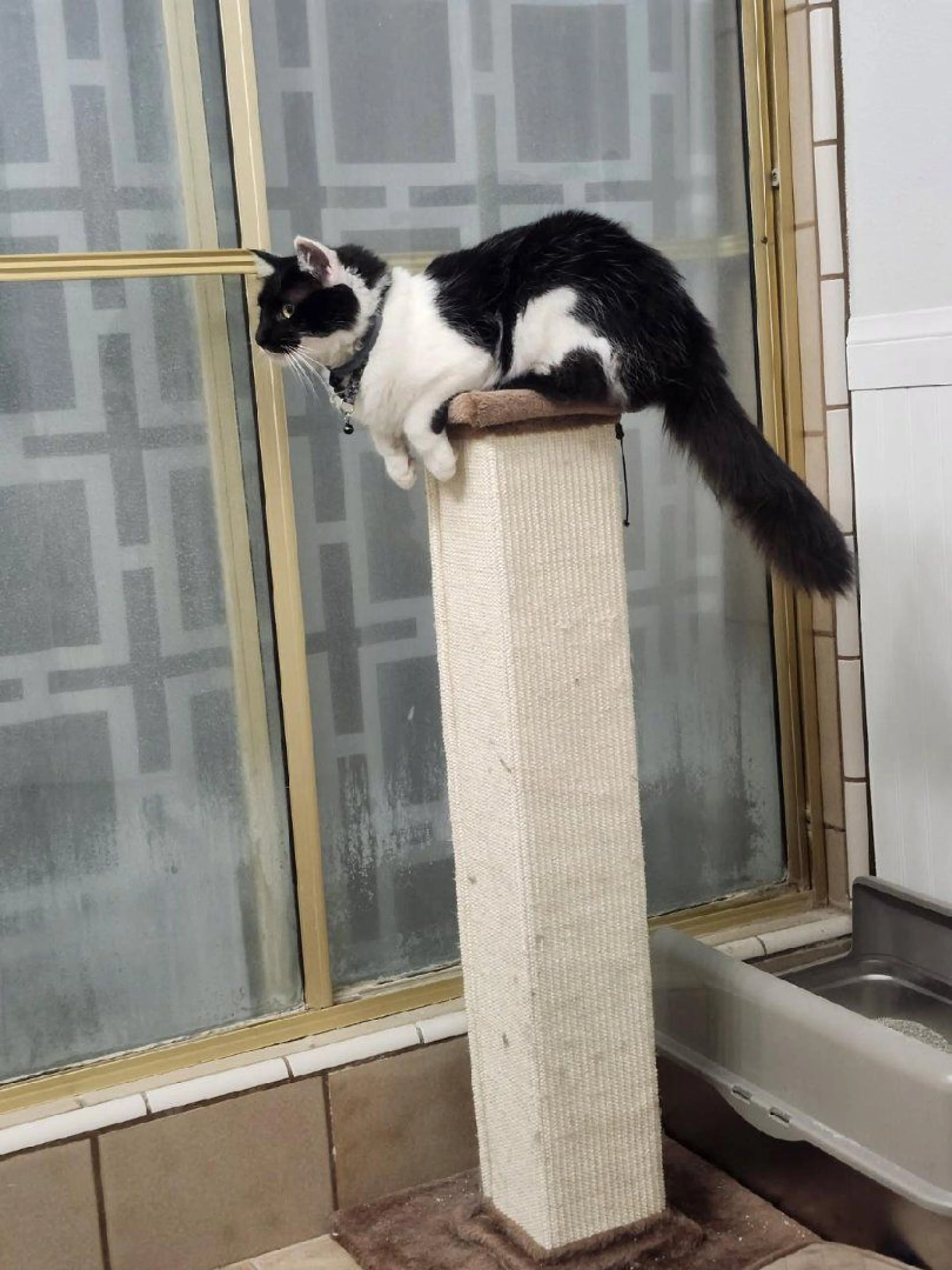 Lost pet