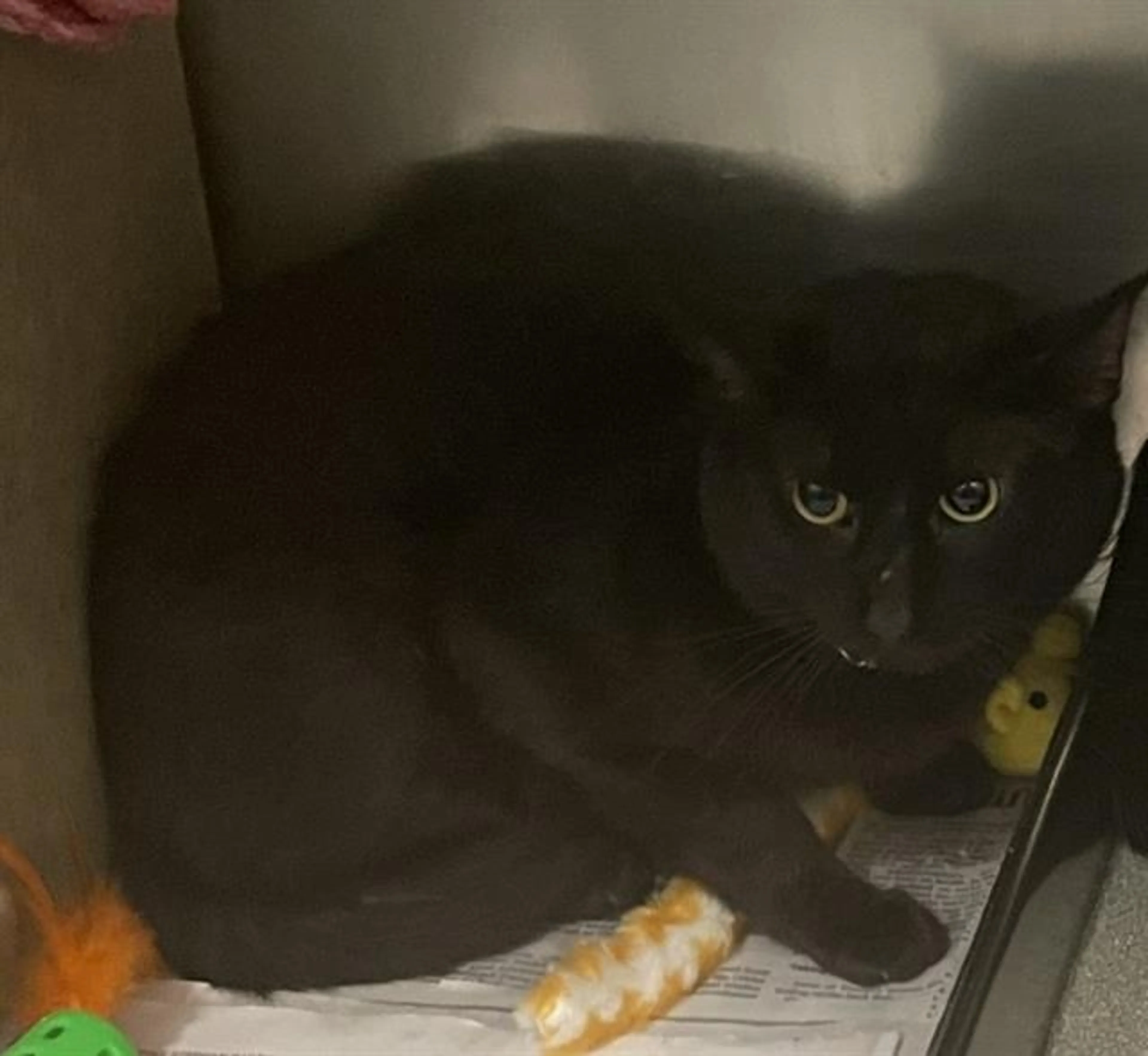 Found pet