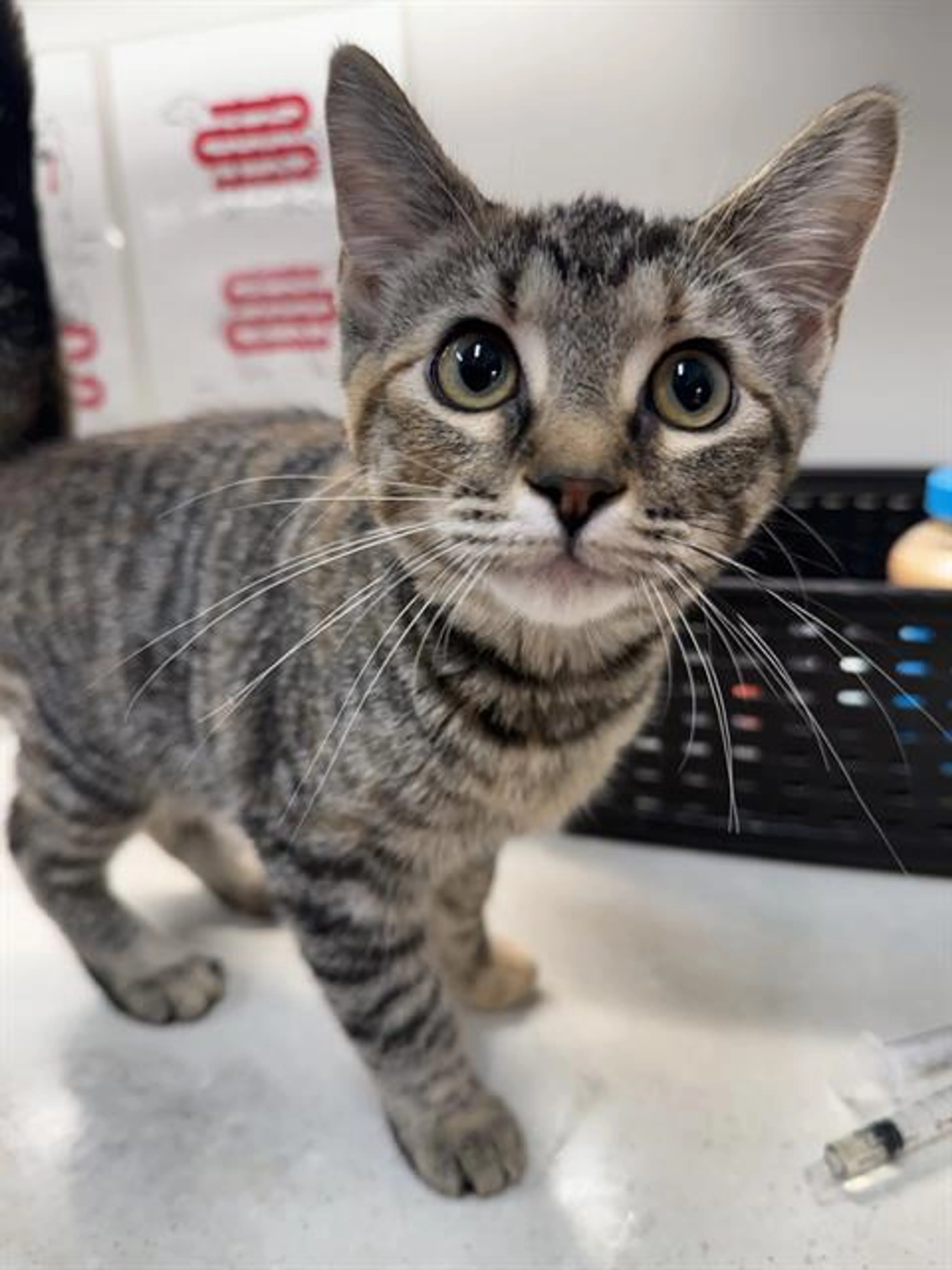 Found pet