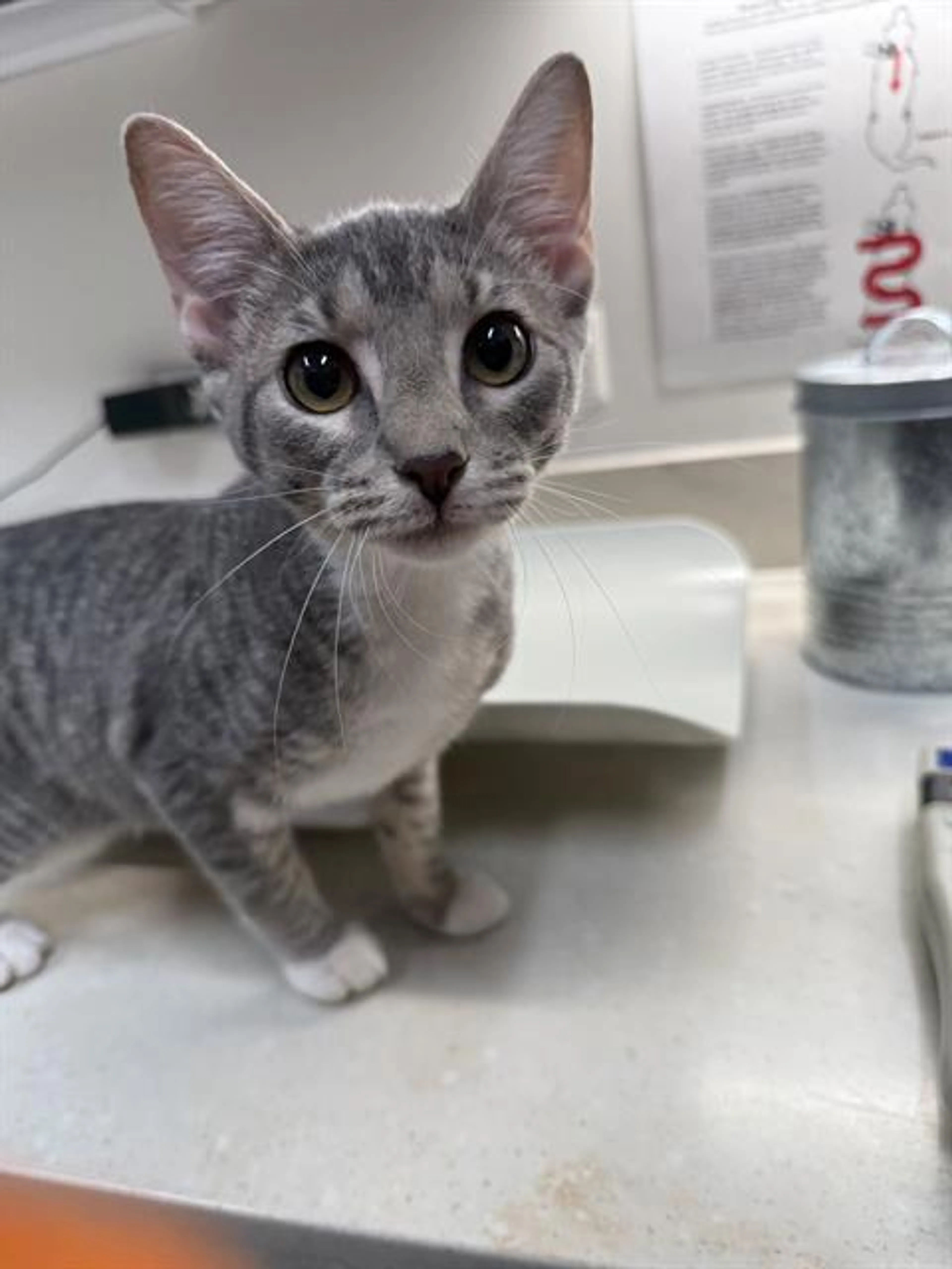 Found pet