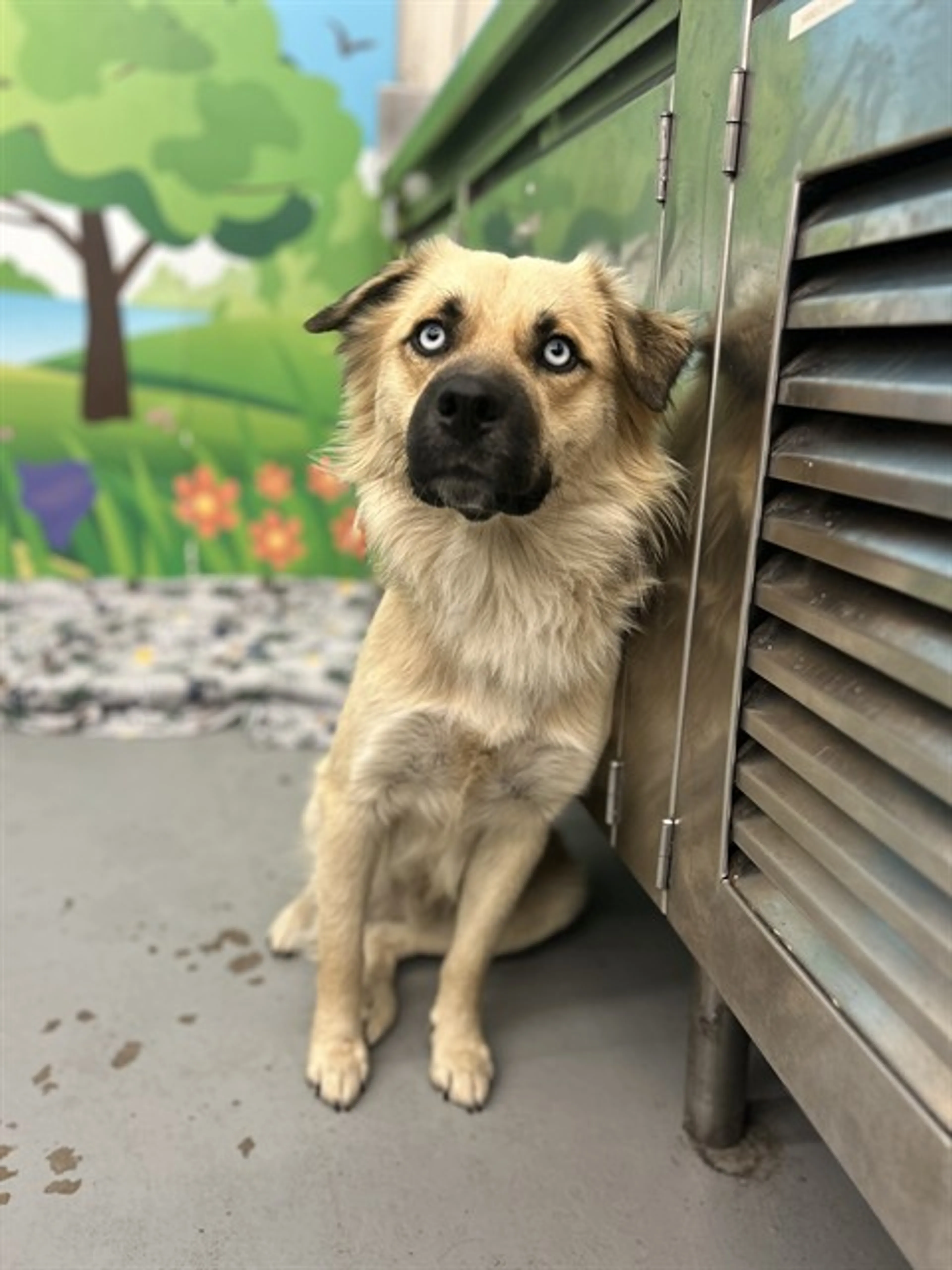 Found pet