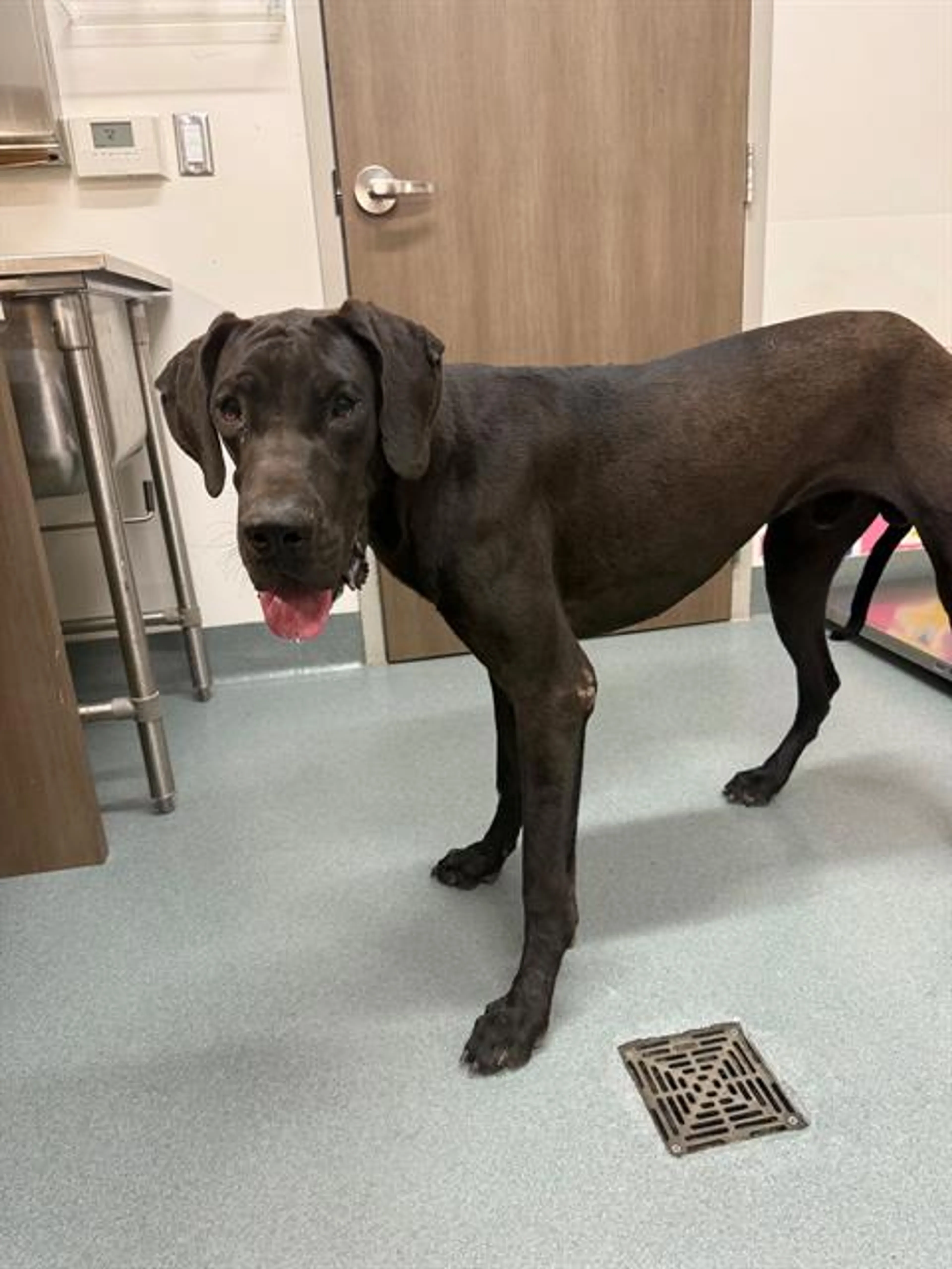 Found pet