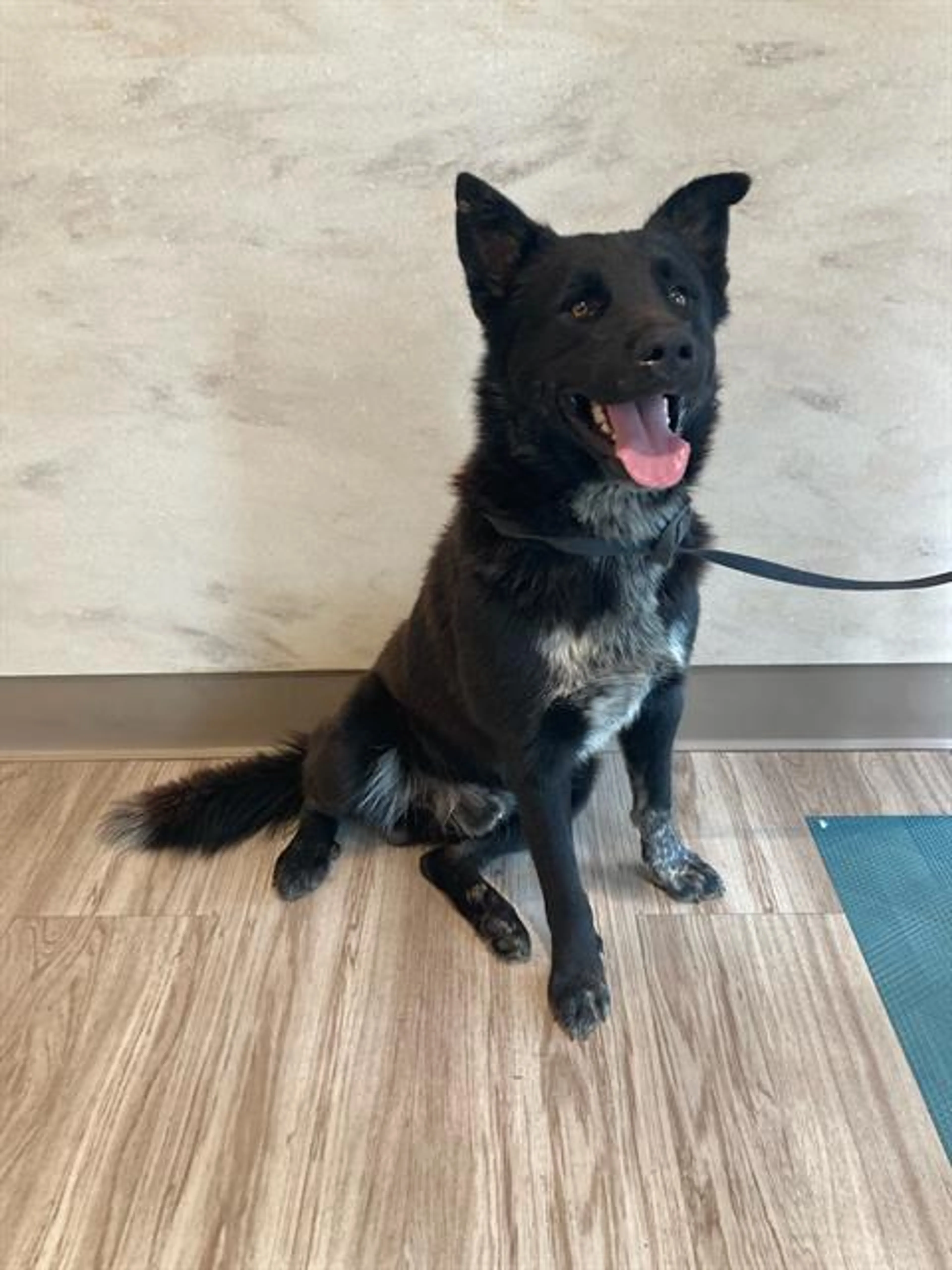 Found pet